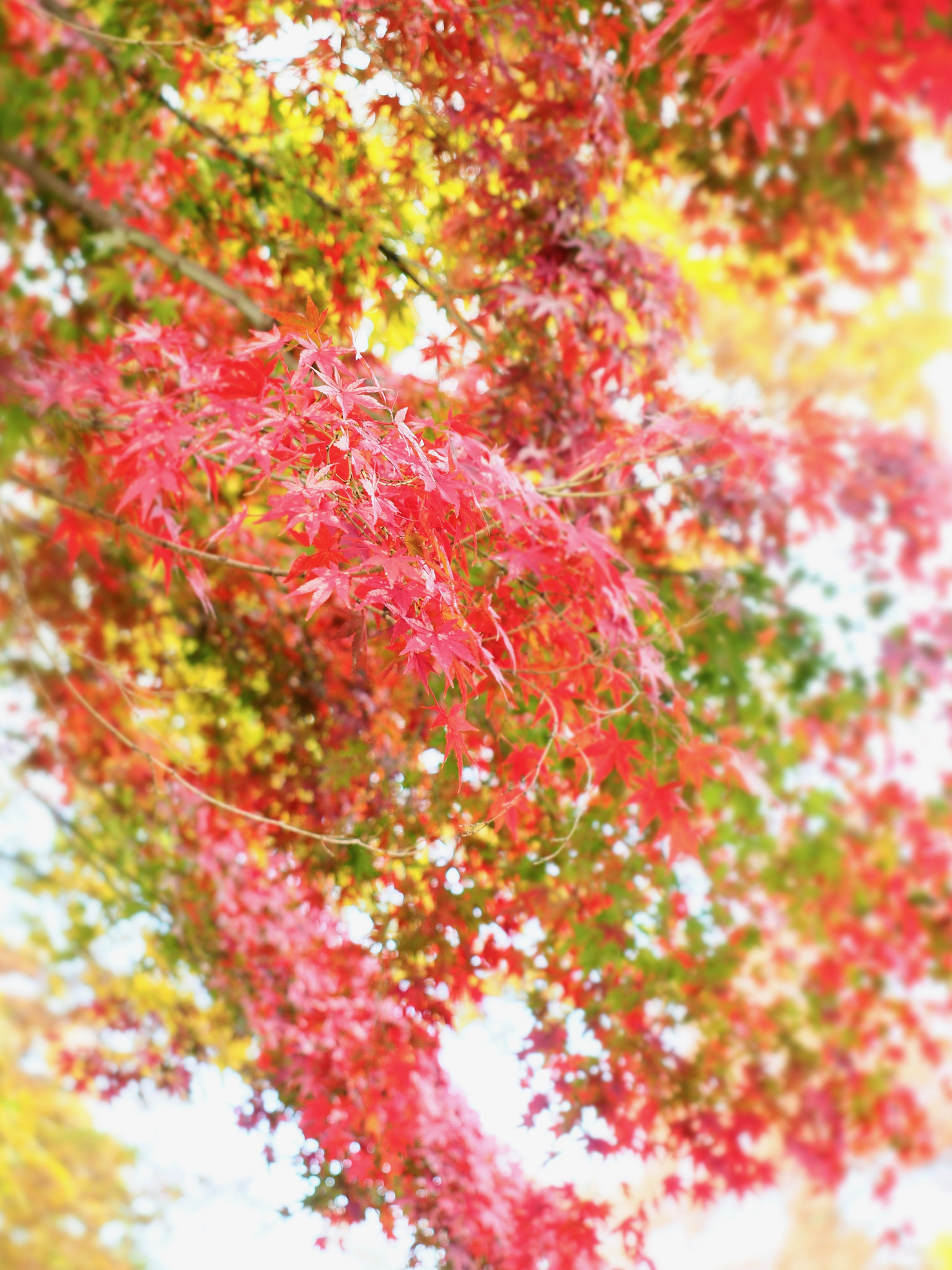 Olympus OM-D E-M5 II + Olympus M.Zuiko Digital ED 12-40mm F2.8 Pro sample photo. Colorful autumn leaves photography