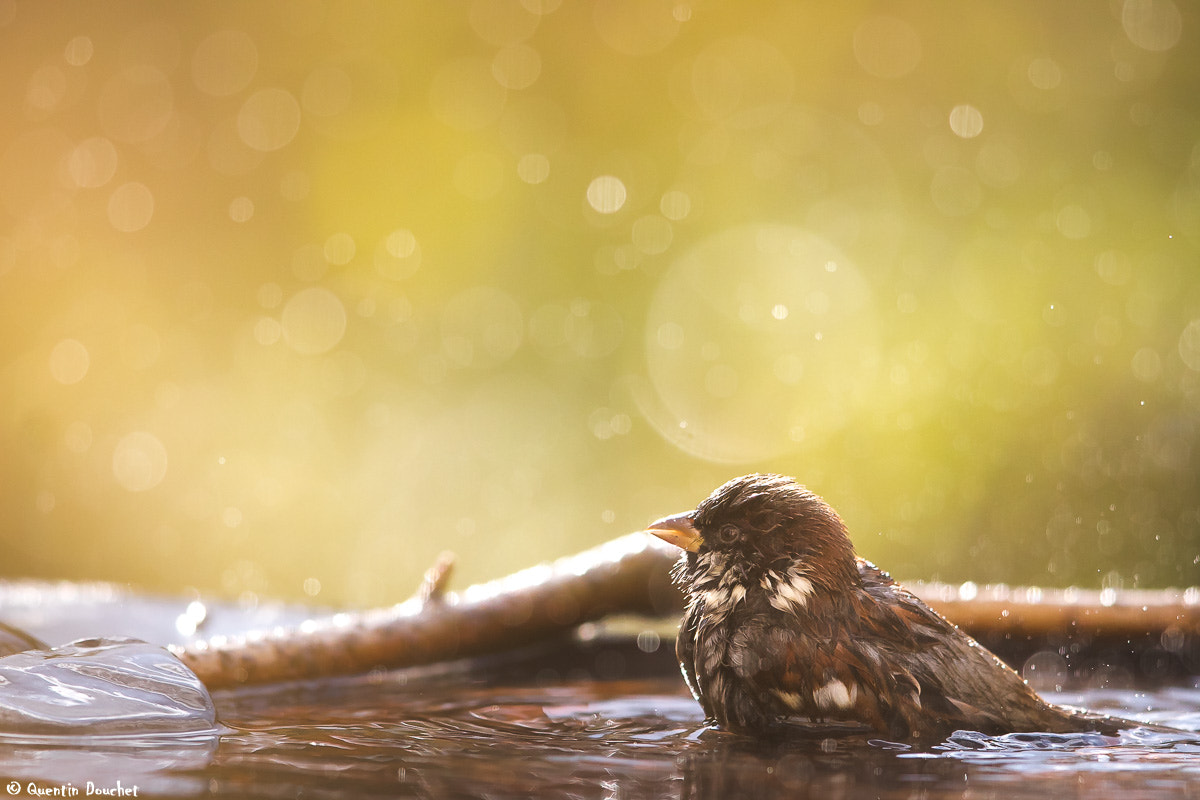 Canon EF 600mm F4L IS II USM sample photo. Moineau au bain photography