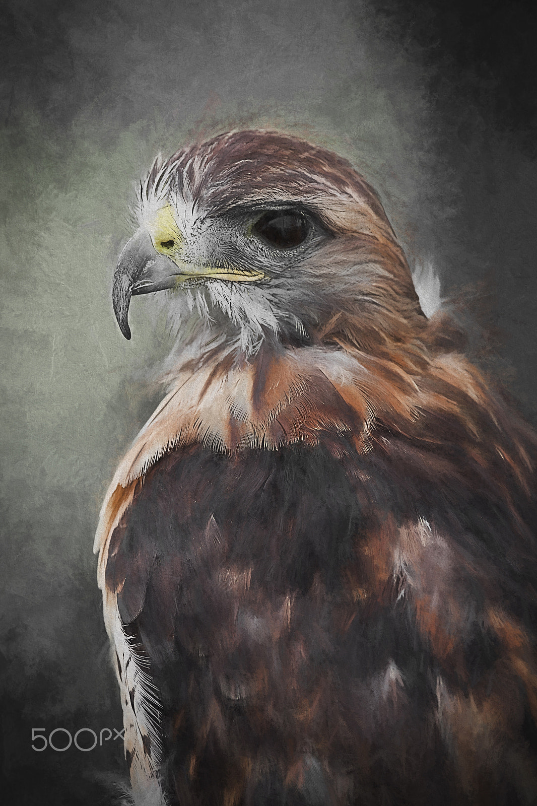 Canon EF 100-400mm F4.5-5.6L IS USM sample photo. Red-tailed hawk photography