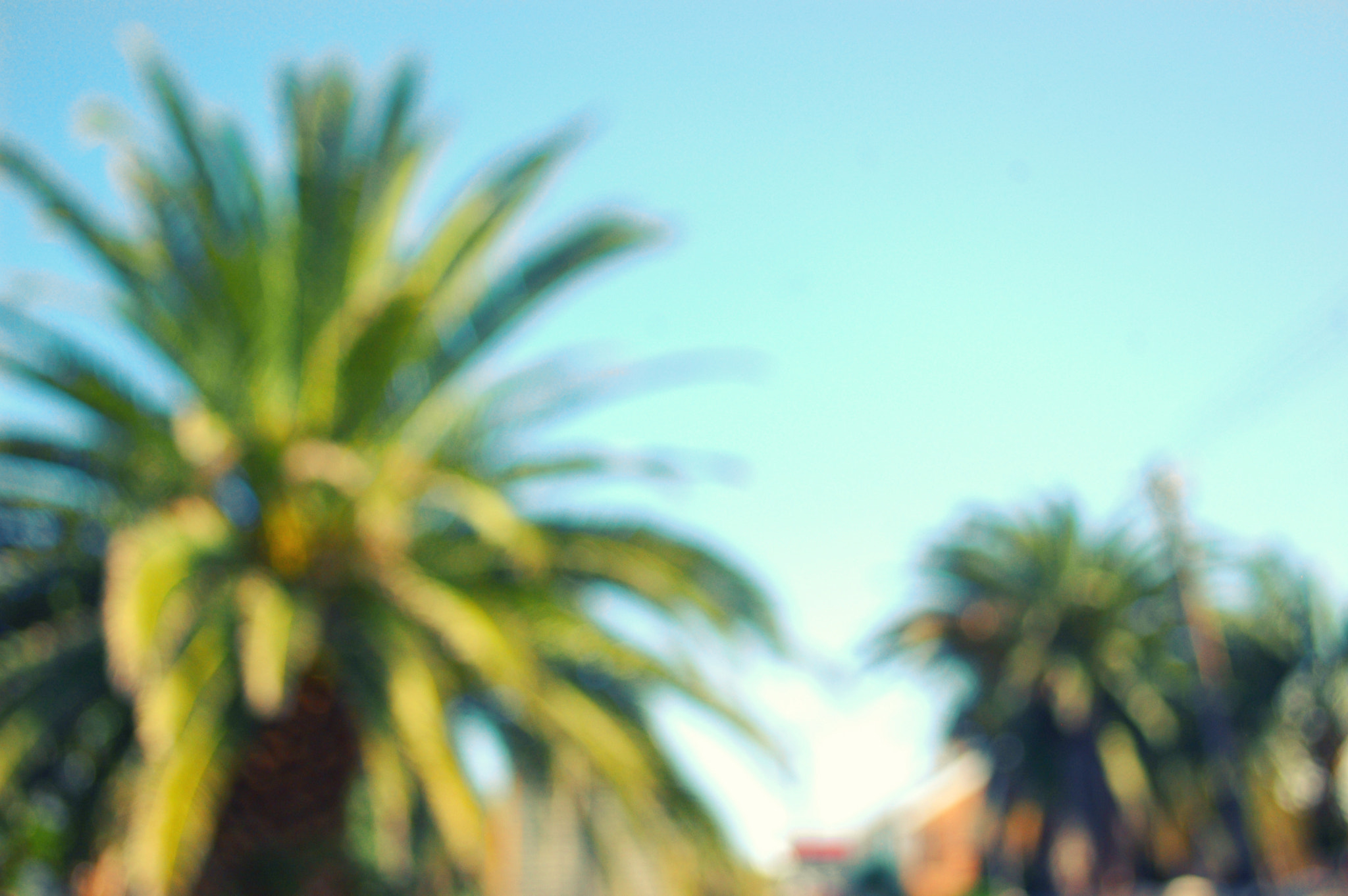 Nikon D70 sample photo. Blurred palms photography