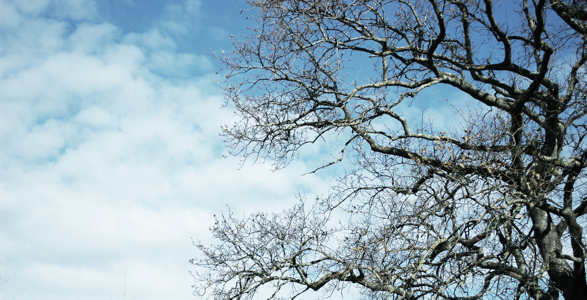 Nikon D70 sample photo. Ancient oak photography