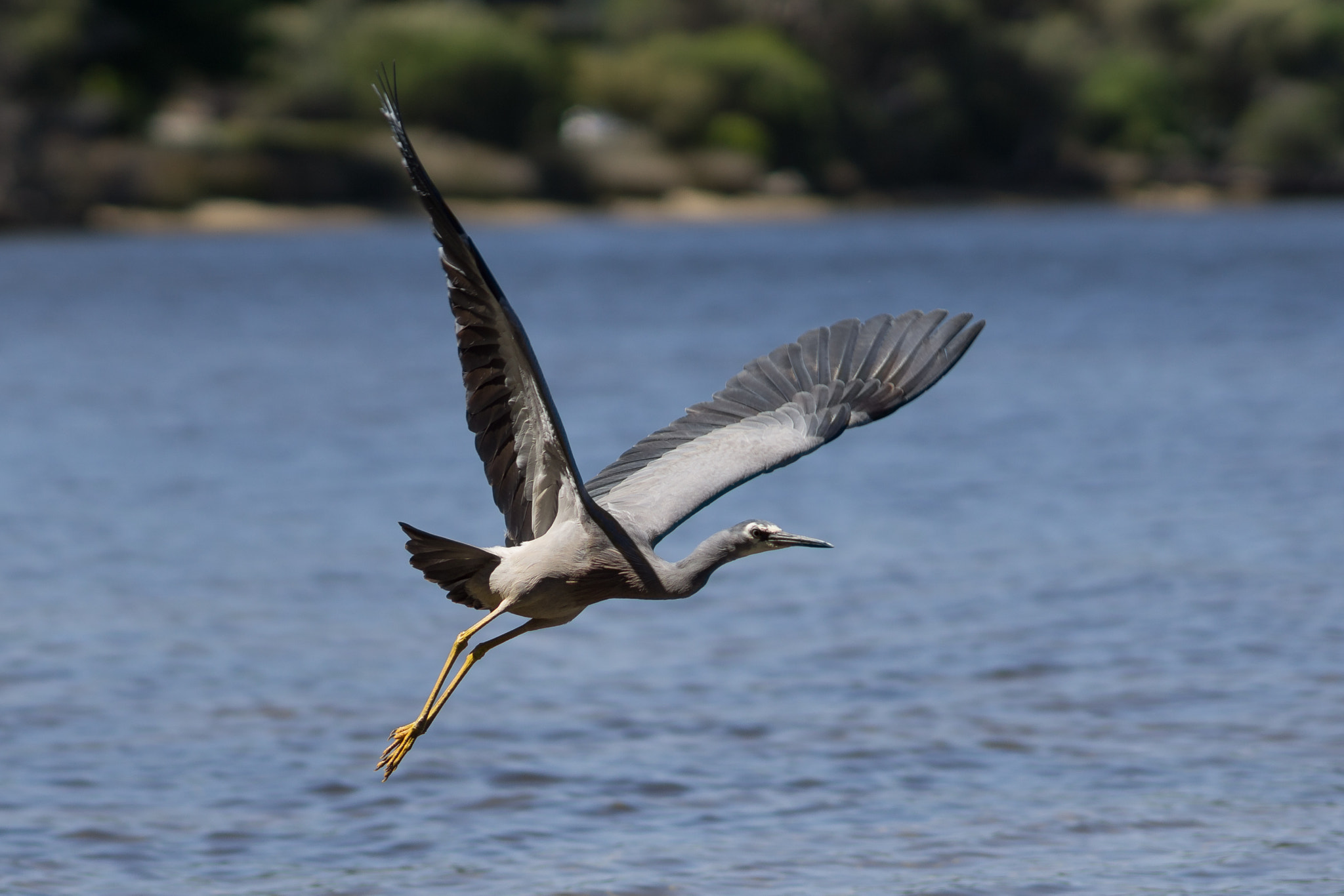 Sony a6000 sample photo. White-faced heron taking flight photography