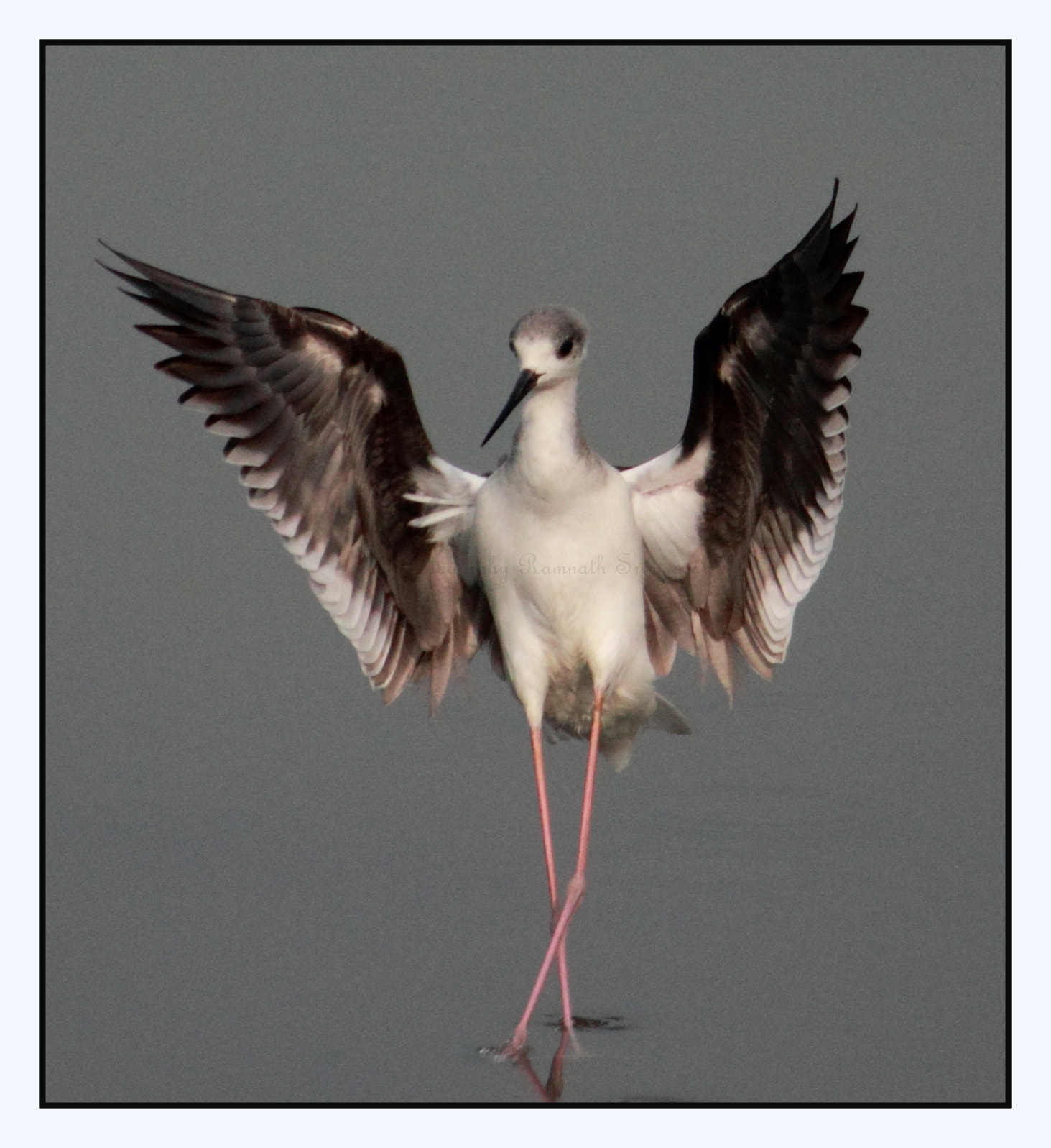 Canon EF-S 55-250mm F4-5.6 IS II sample photo. The dancing black winged stilt photography
