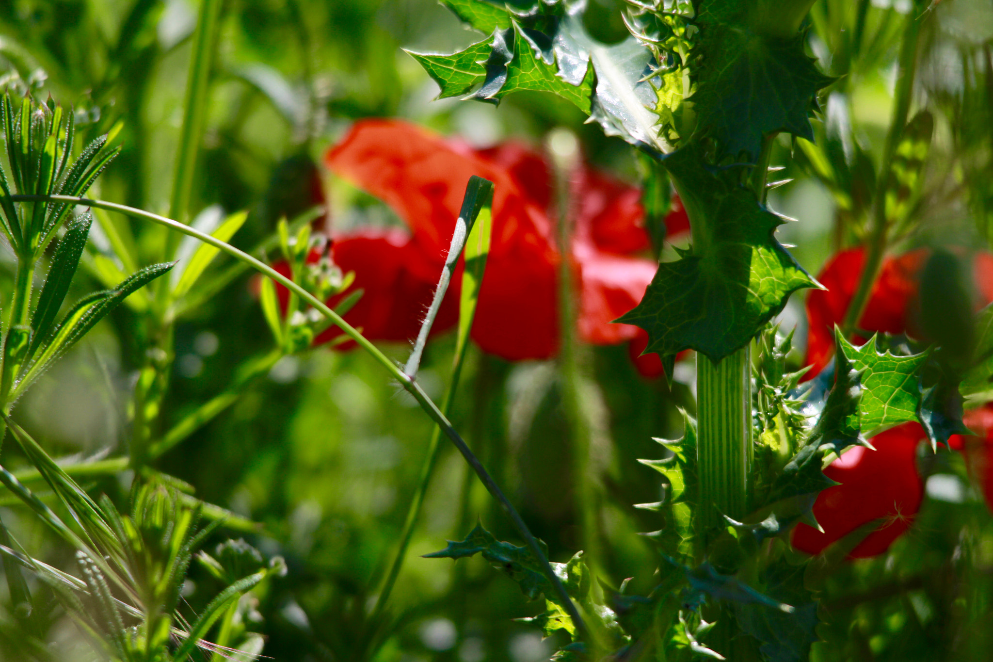 Sigma 150-500mm F5-6.3 DG OS HSM sample photo. Color of joy photography