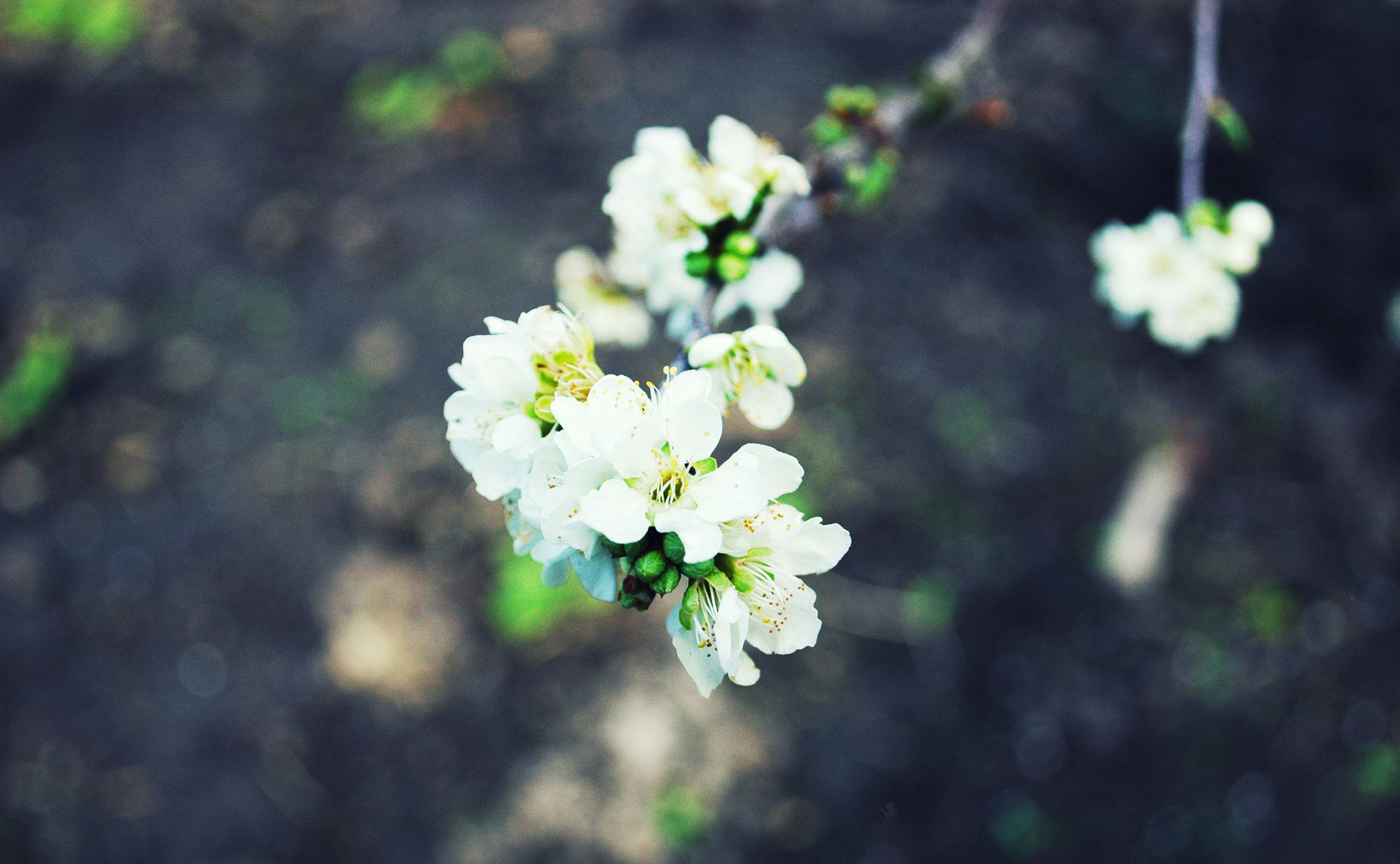 Nikon D70 sample photo. Spring bloom photography