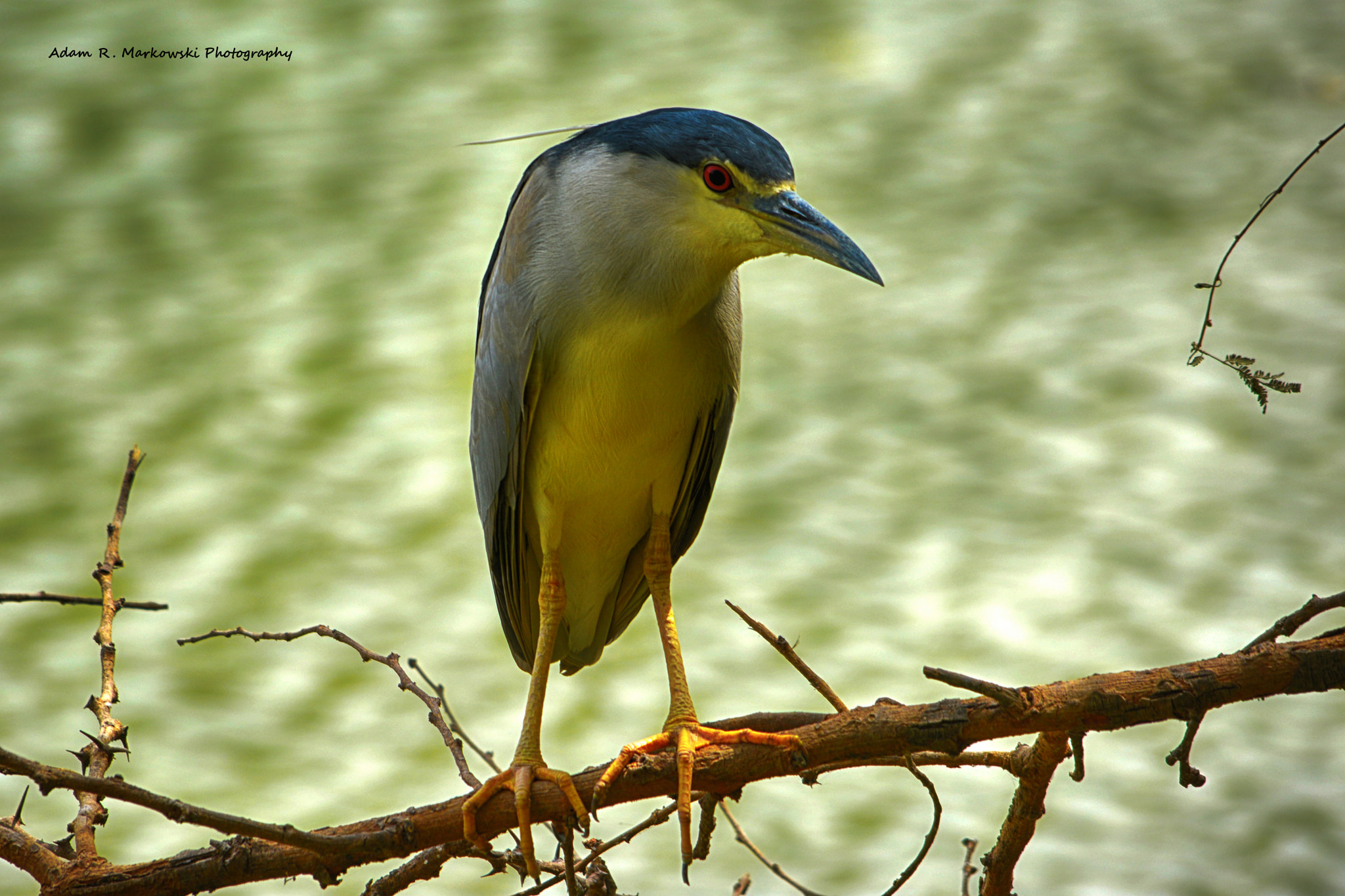 Sigma 150-500mm F5-6.3 DG OS HSM sample photo. Nycticorax photography