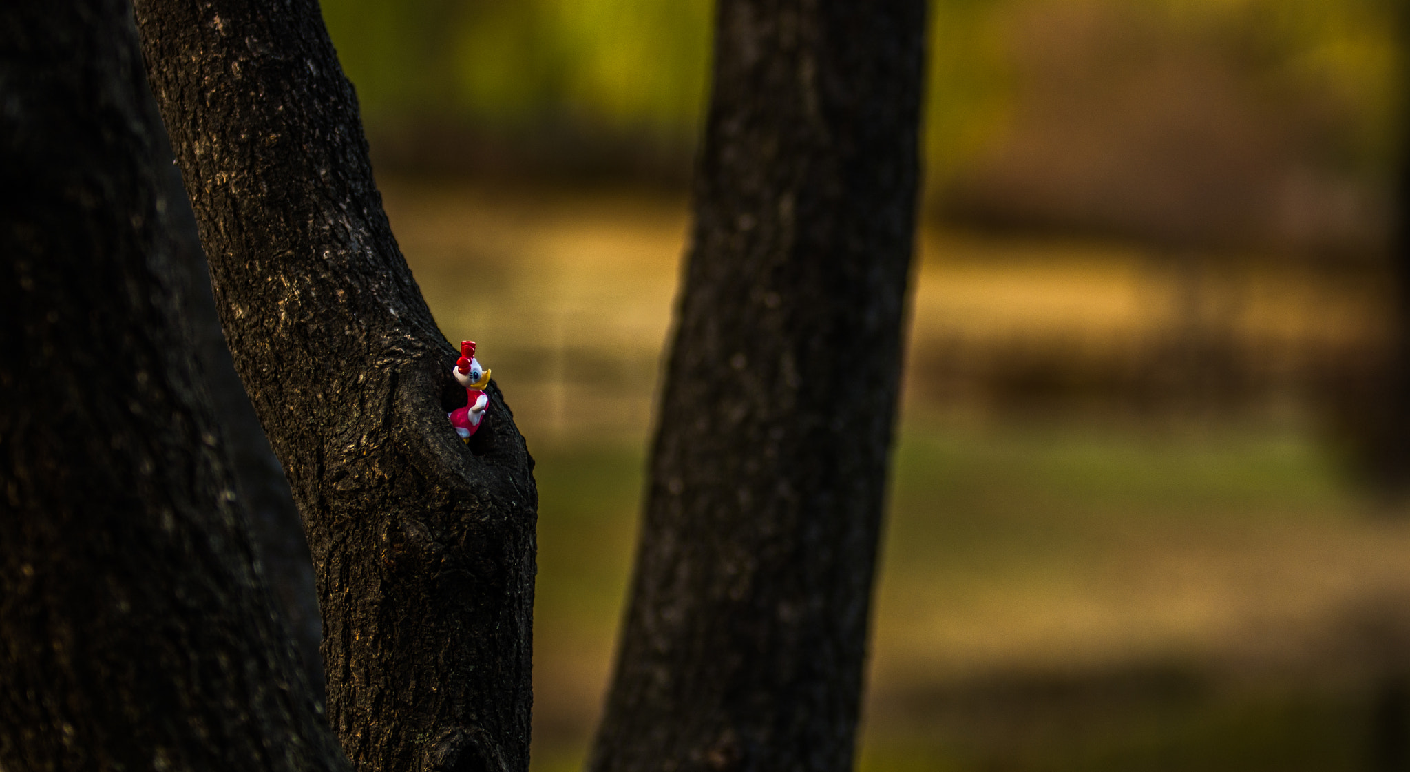 Sigma 70-200mm F2.8 EX DG OS HSM sample photo. Little daisy photography