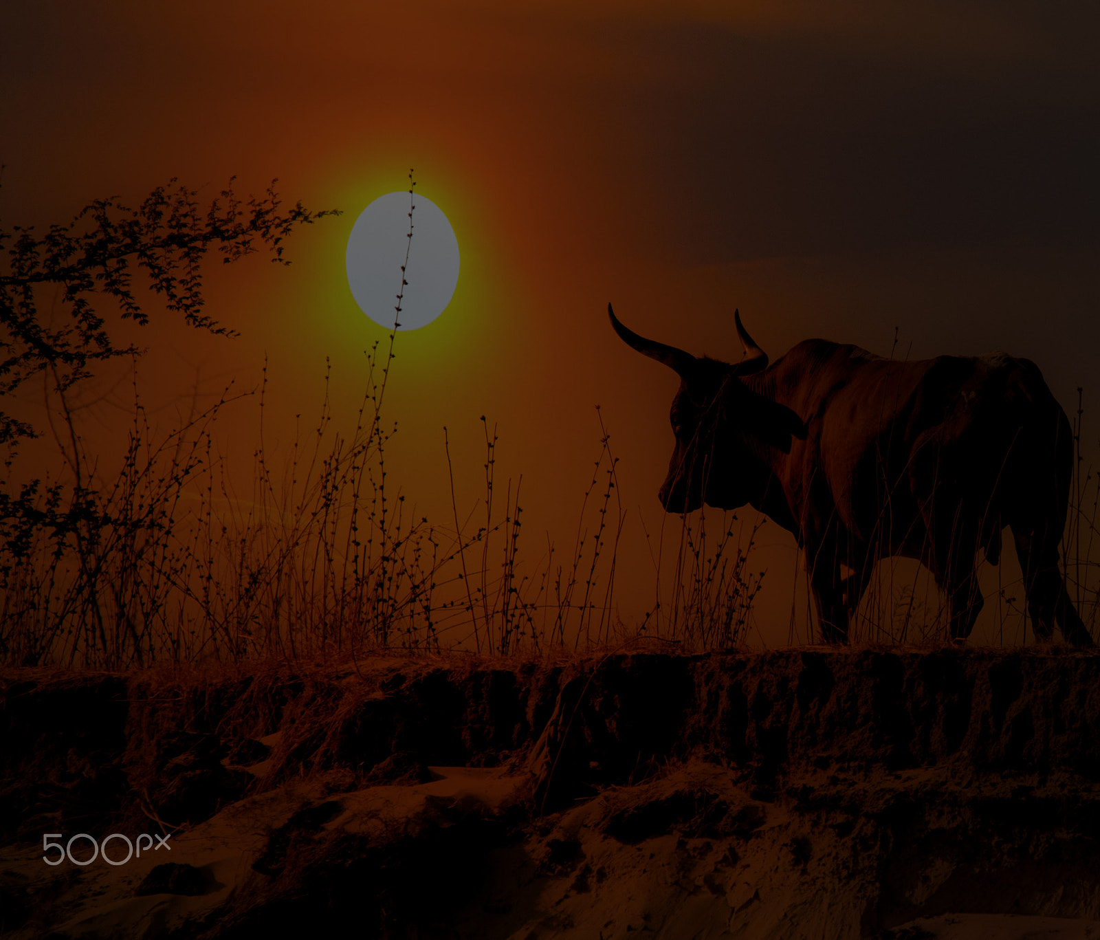 Canon EF 70-200mm F2.8L USM sample photo. Bull at sunset colour version photography