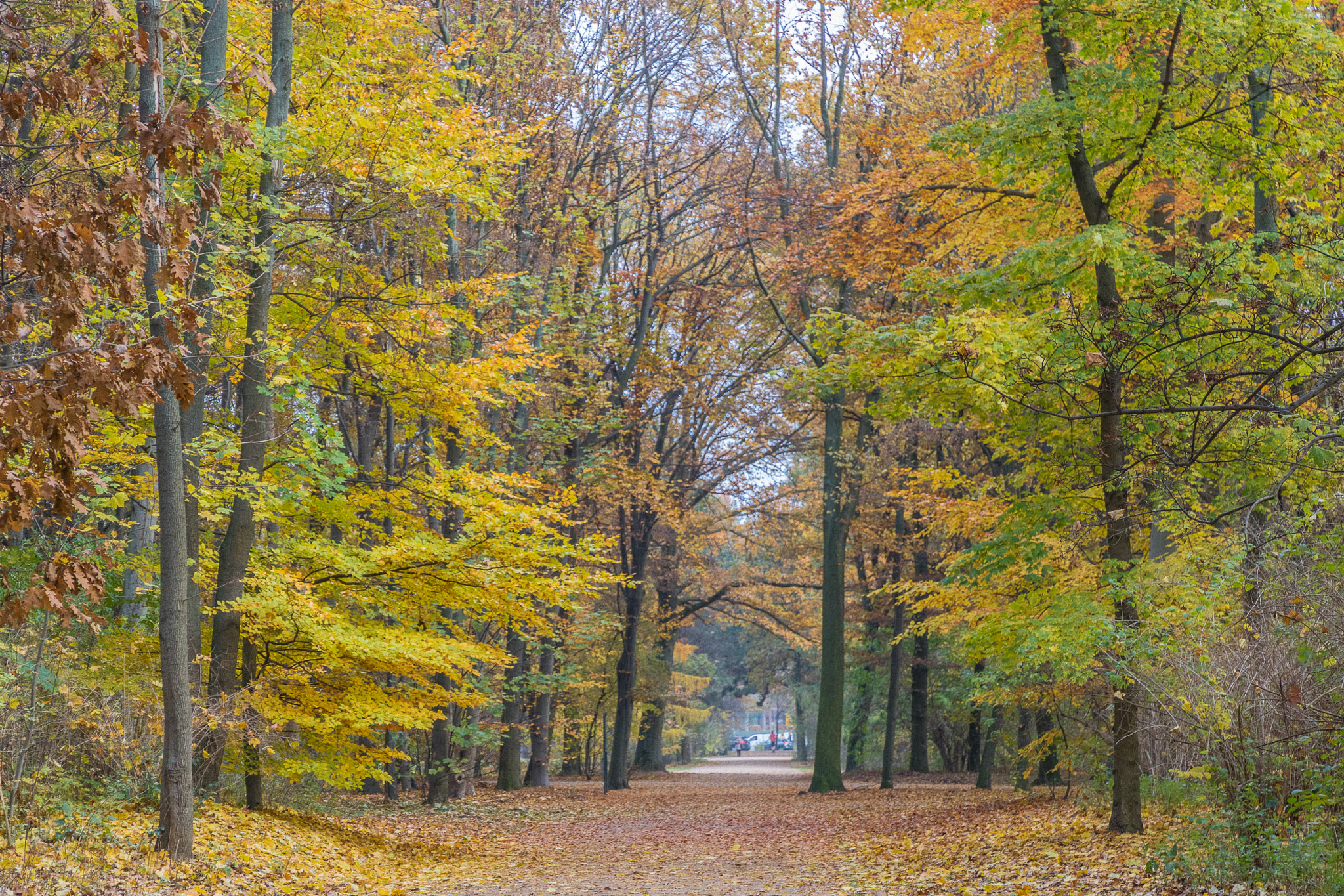 Canon EOS 760D (EOS Rebel T6s / EOS 8000D) sample photo. Autumn in tiergarten - berlin photography