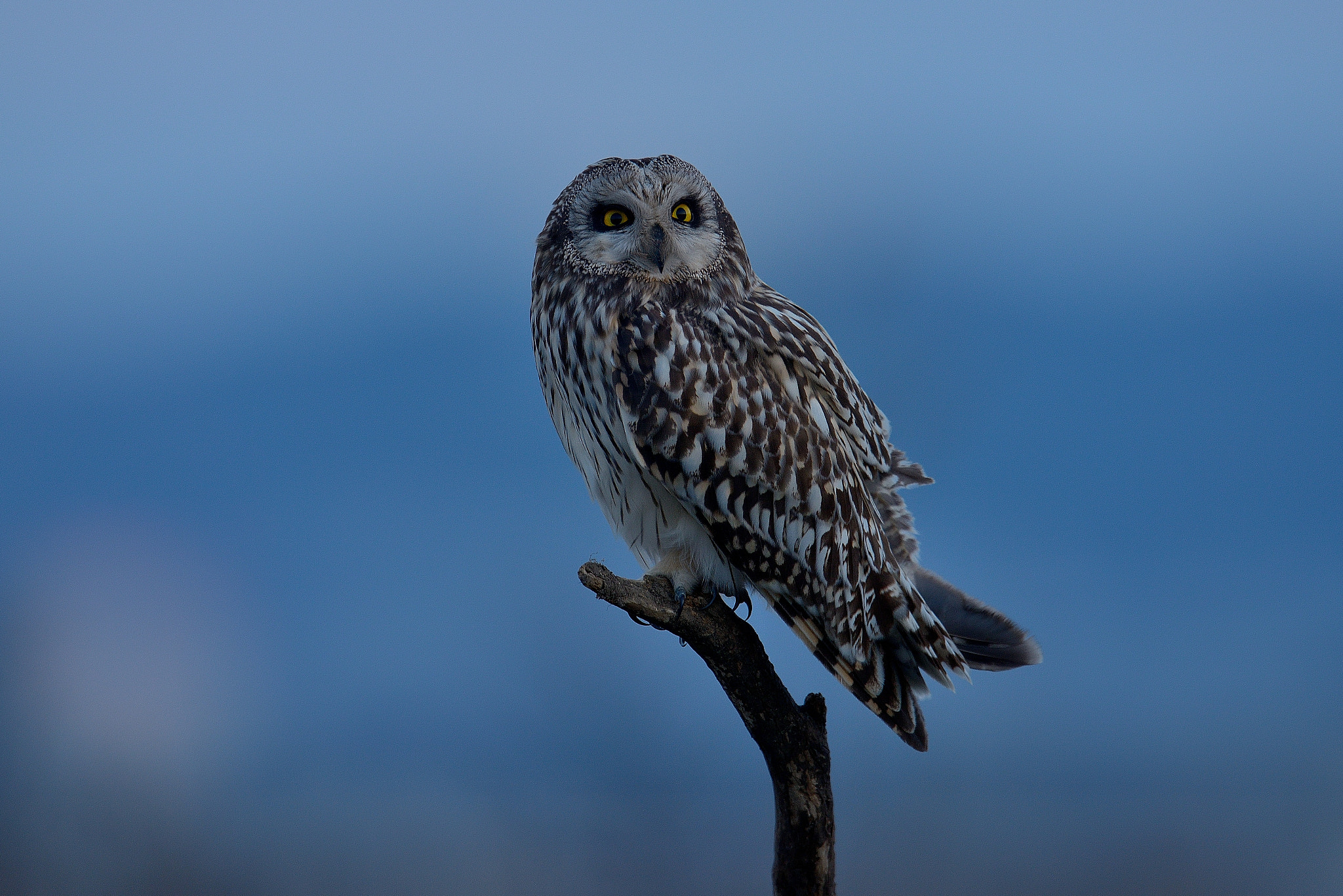 Nikon D800 + Nikon AF-S Nikkor 600mm F4G ED VR sample photo. Short-eared owl 2015 photography