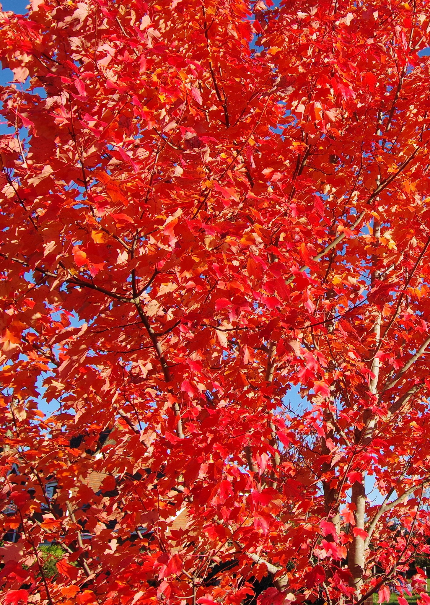 Pentax K-70 sample photo. Scarlet autumn photography