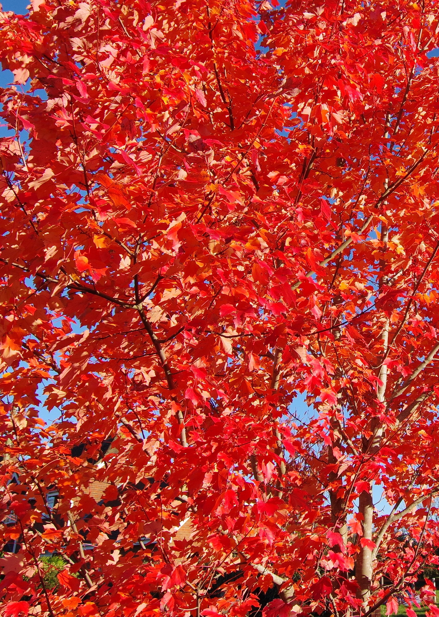 Pentax K-70 + Sigma 10-20mm F3.5 EX DC HSM sample photo. Scarlet autumn photography