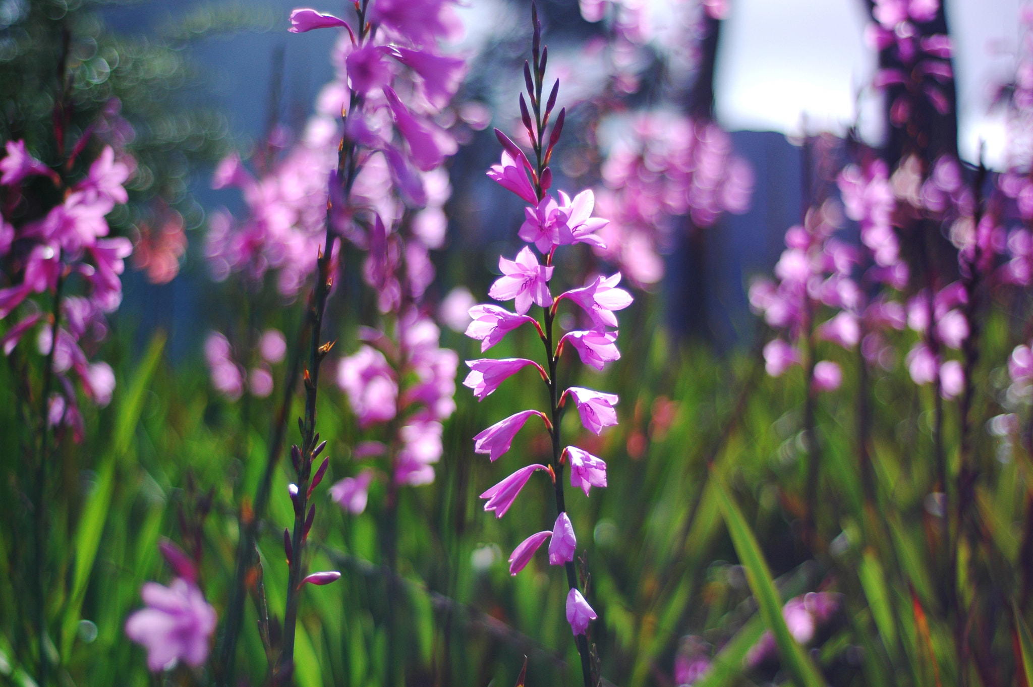 Nikon D70 + Nikon AF Nikkor 50mm F1.8D sample photo. Pink flowers photography