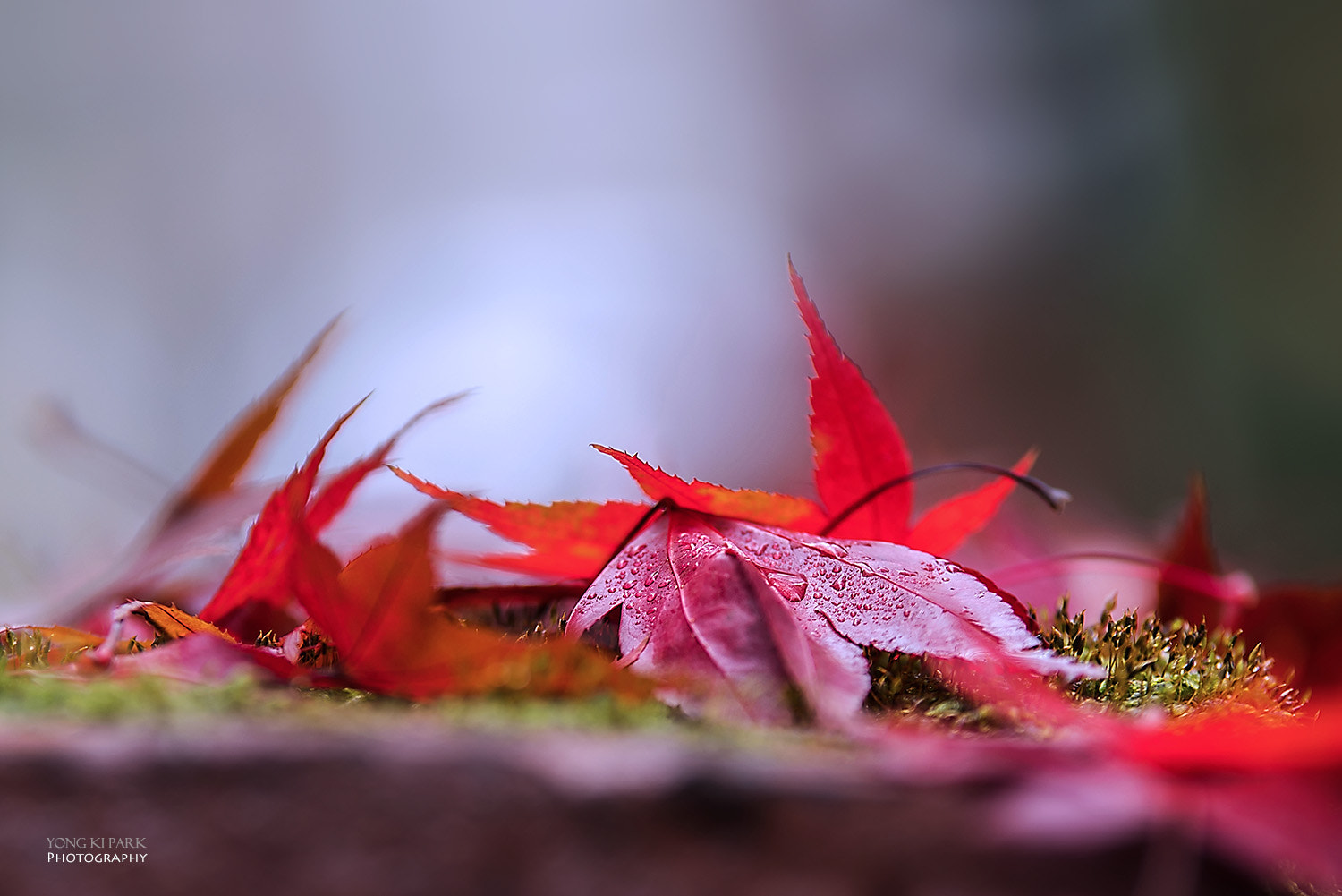 Pentax K-1 sample photo. Eternal flame of autumn photography