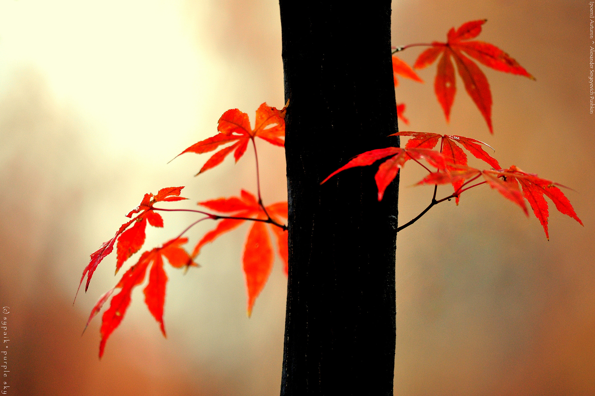 Nikon Nikkor AF-S 300mm F4E PF ED VR sample photo. Autumn v photography