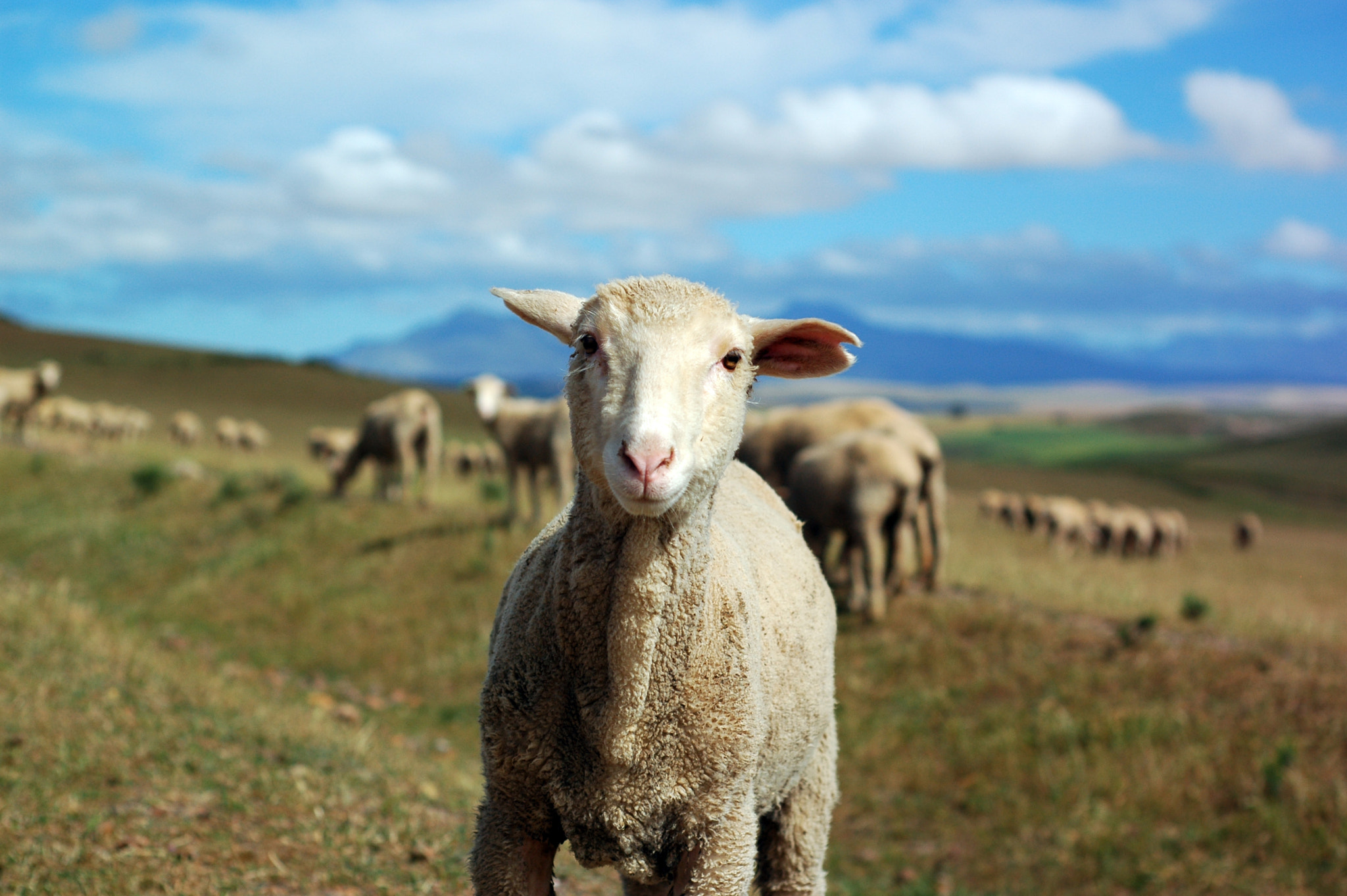 Nikon D70 + Nikon AF Nikkor 50mm F1.8D sample photo. Curious sheep photography