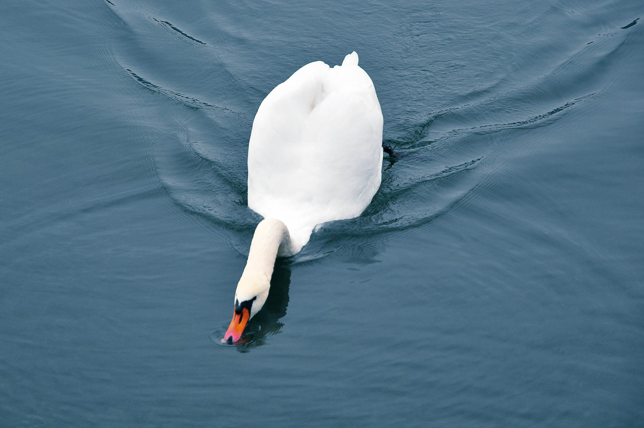 Nikon D5000 sample photo. Beautiful swan photography