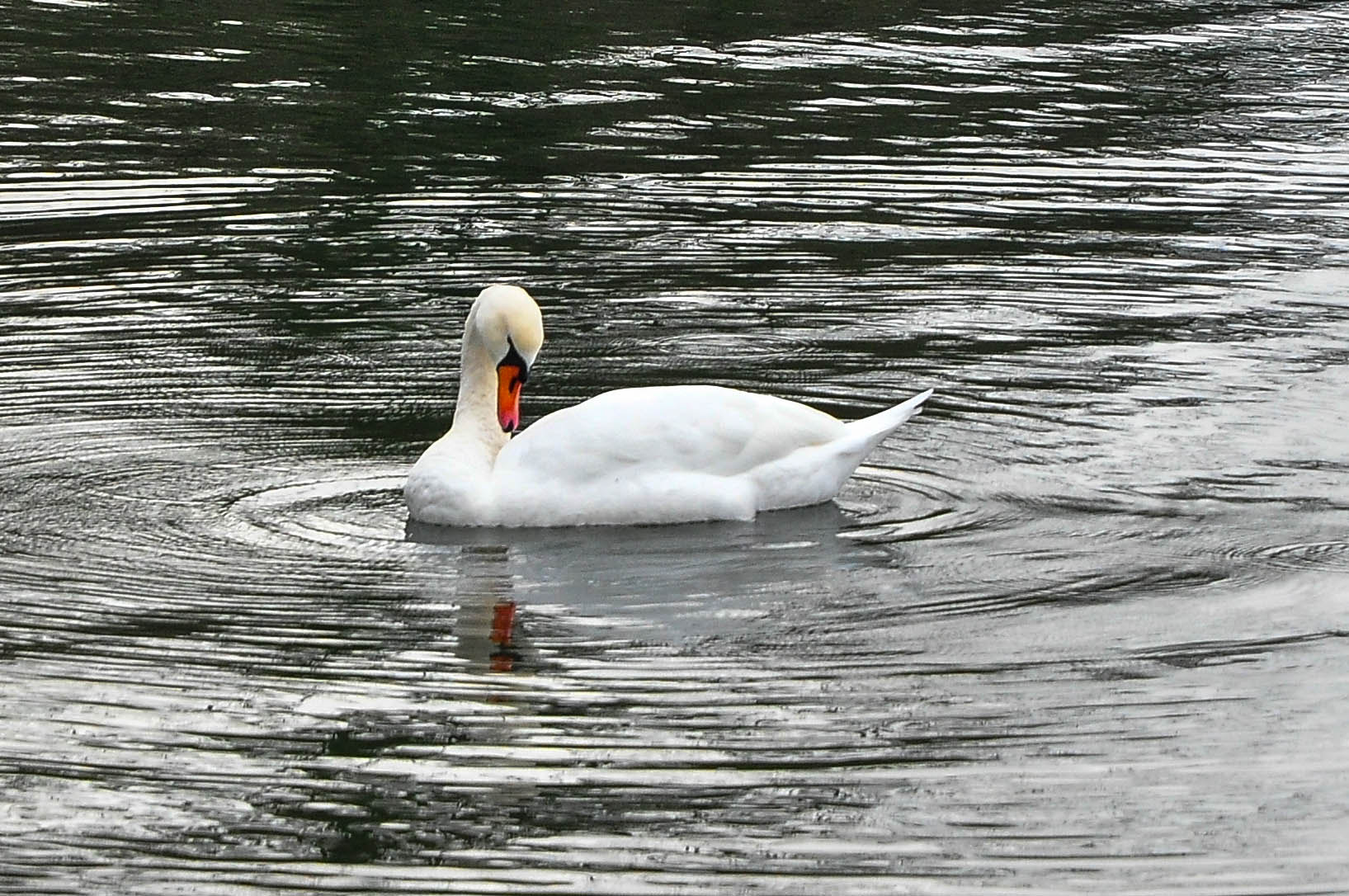 Nikon D5000 sample photo. Swan photography
