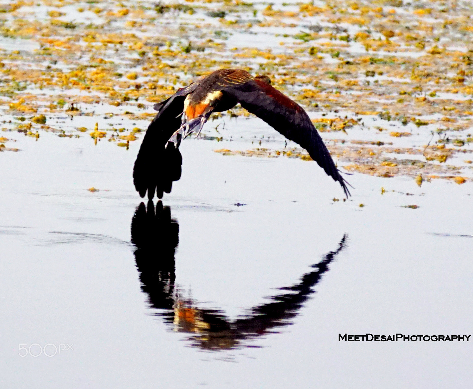 Sony SLT-A68 sample photo. Reflection photography