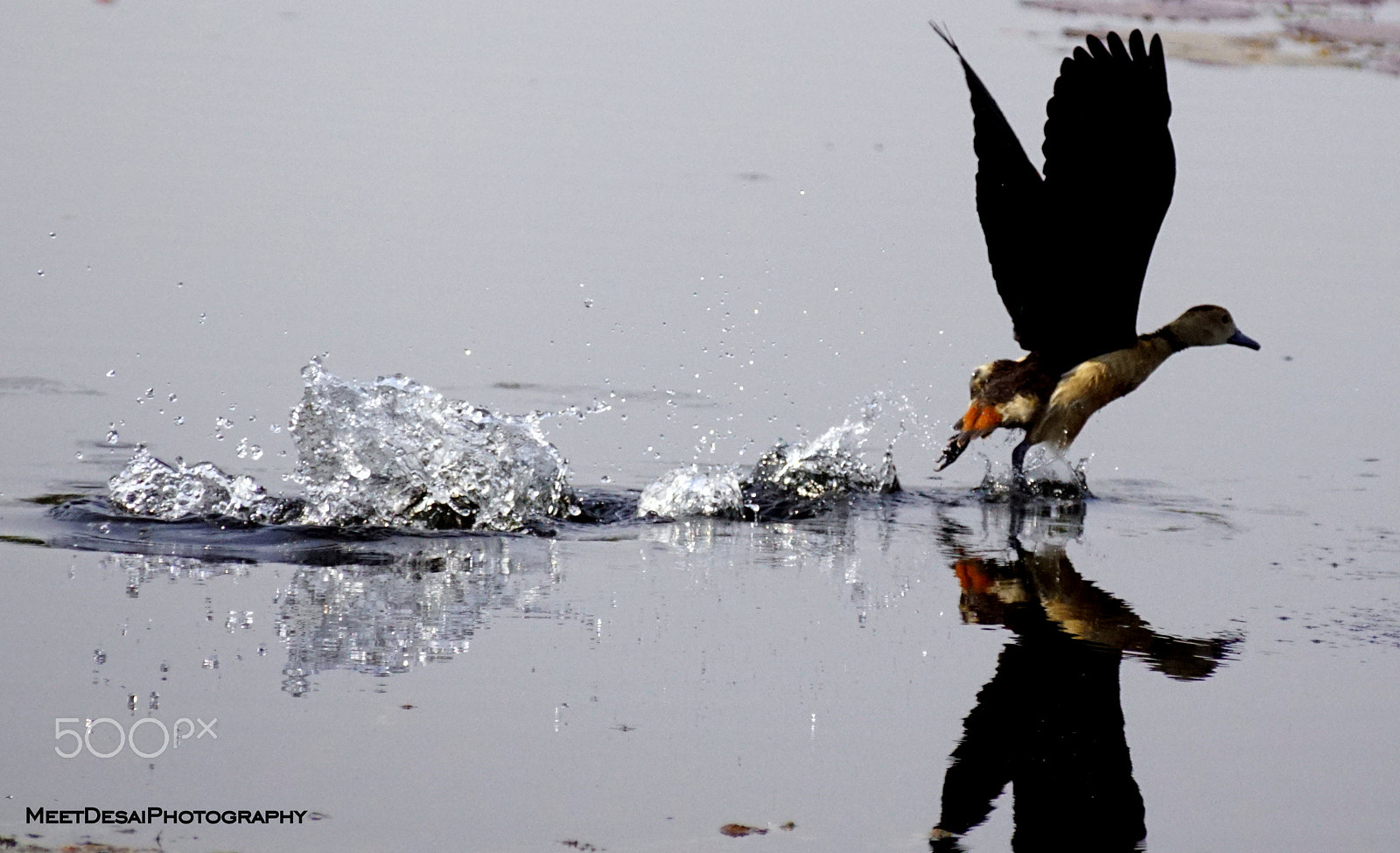 Sony SLT-A68 sample photo. Jumppp from the water!! photography