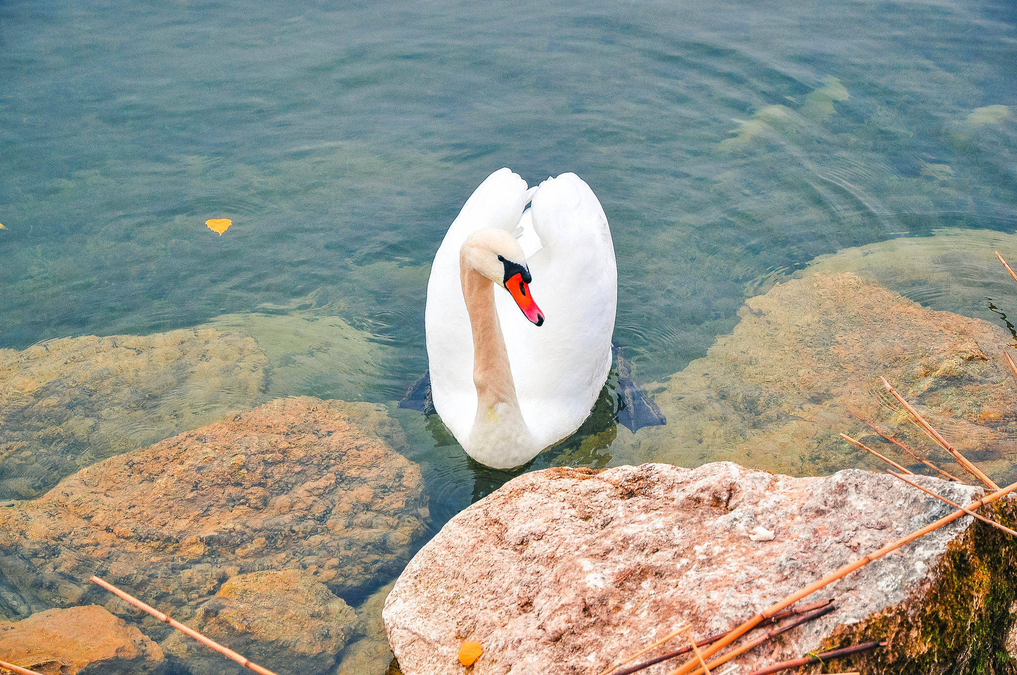 Nikon D5000 sample photo. Beautiful swan photography