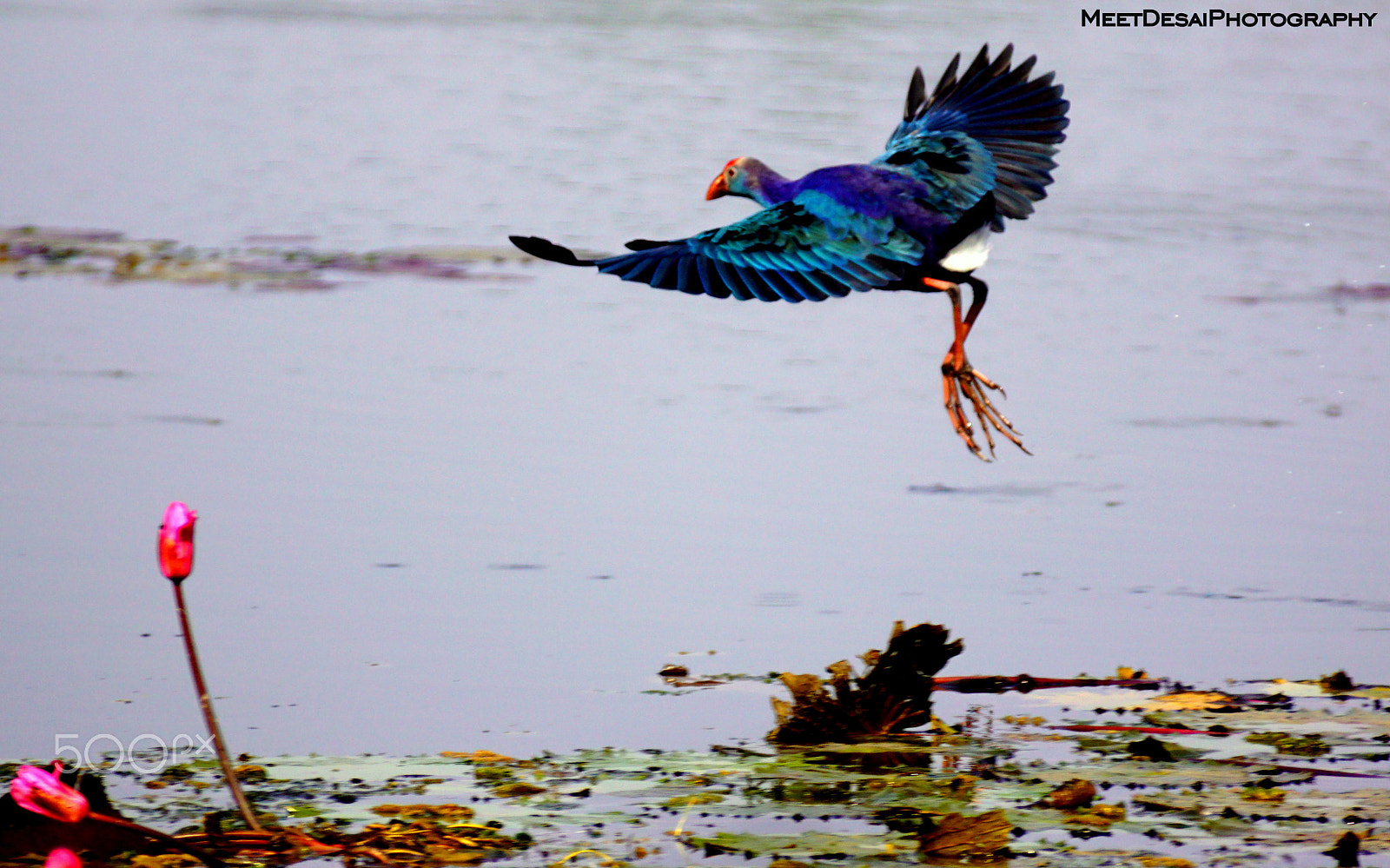 Sony SLT-A68 sample photo. Fly fly flyyy!! photography