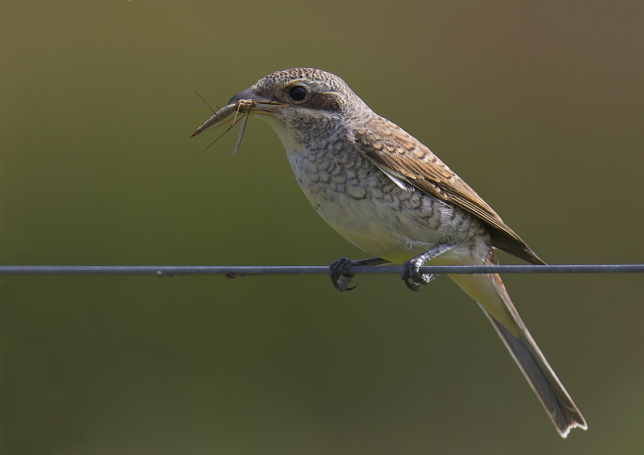 Canon EOS-1D X sample photo. Red-backed shrike photography