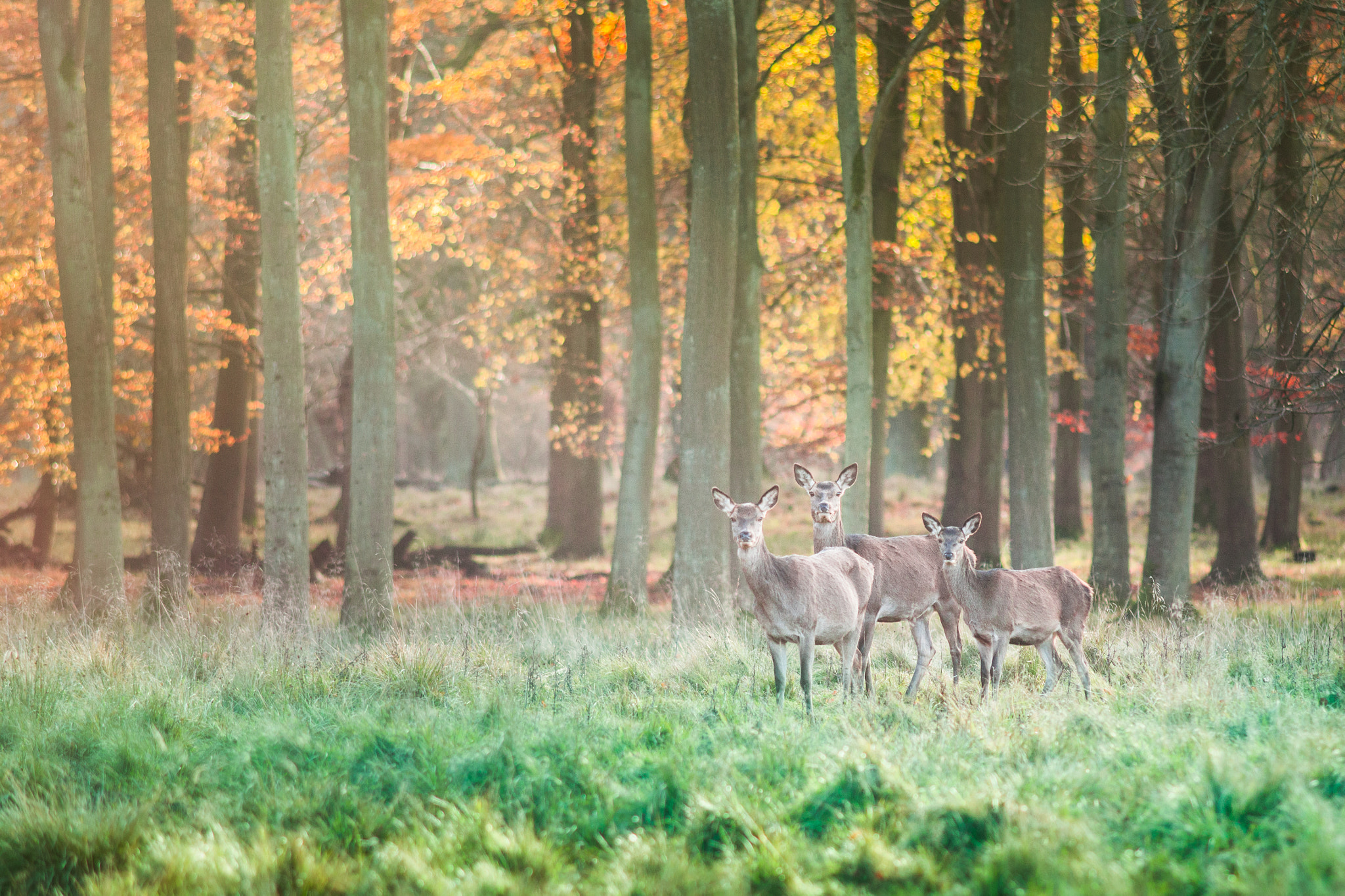 Canon EF 200mm F2.8L II USM sample photo. Autumn deer photography