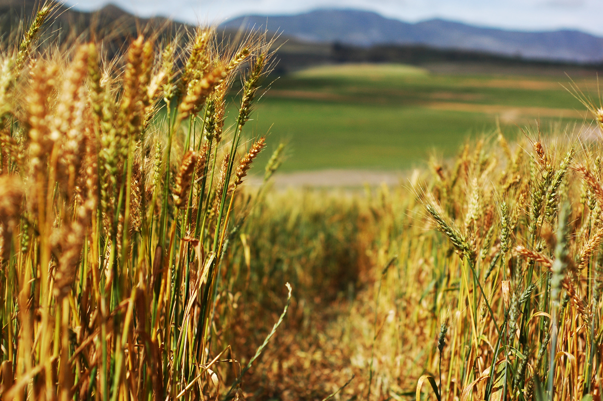 Nikon D70 + Nikon AF Nikkor 50mm F1.8D sample photo. Wheat farm photography