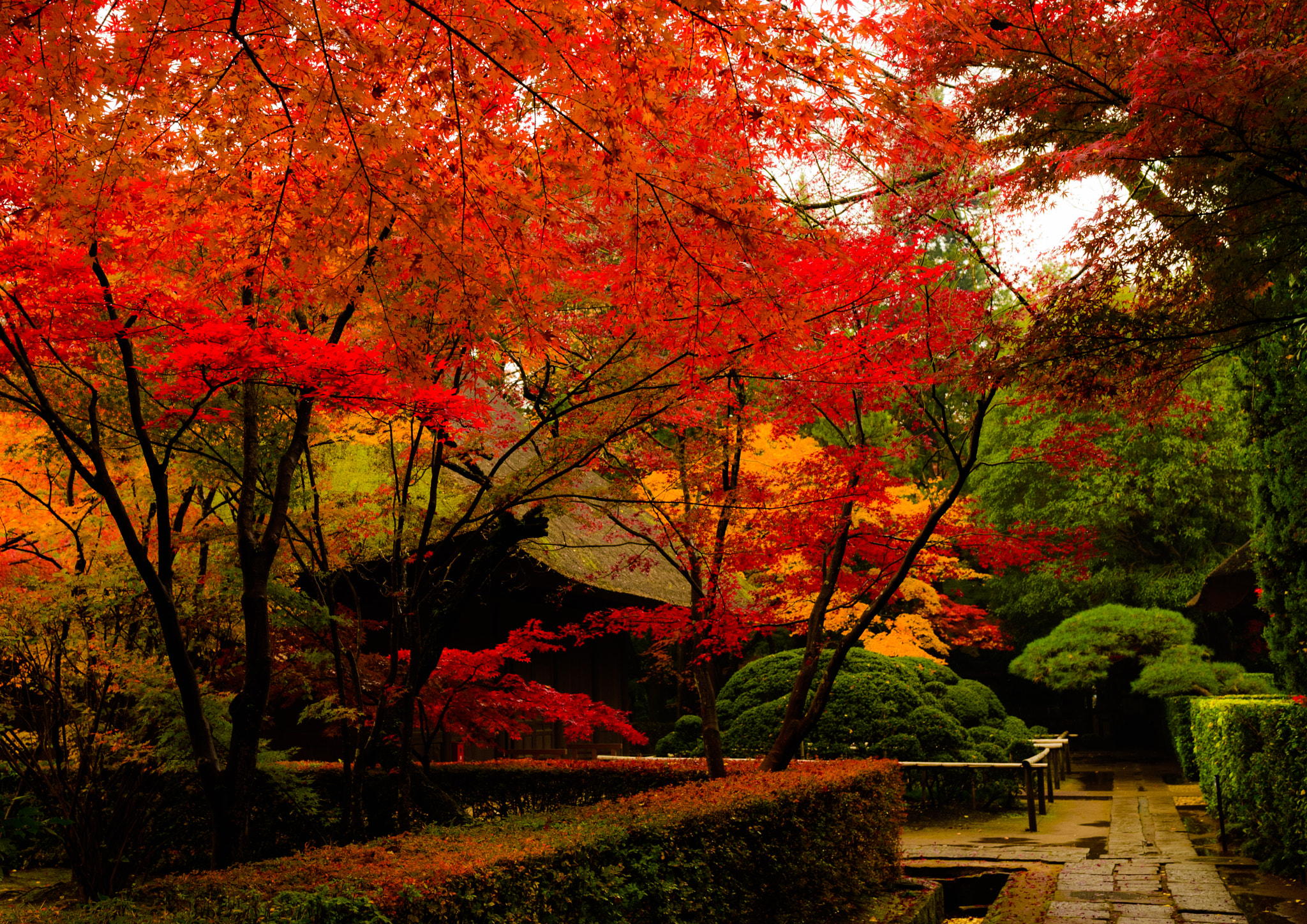 Nikon Df + Sigma 35mm F1.4 DG HSM Art sample photo. Autumn colors photography