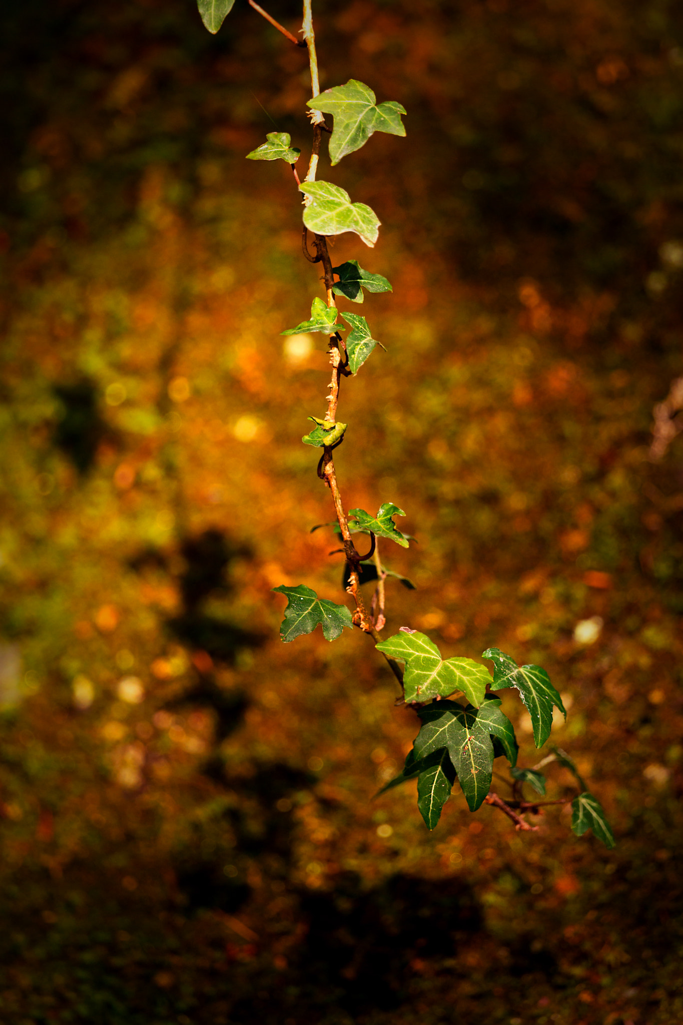 Sony a99 II + Sony 70-400mm F4-5.6 G SSM II sample photo. Rapunzel's ivy photography