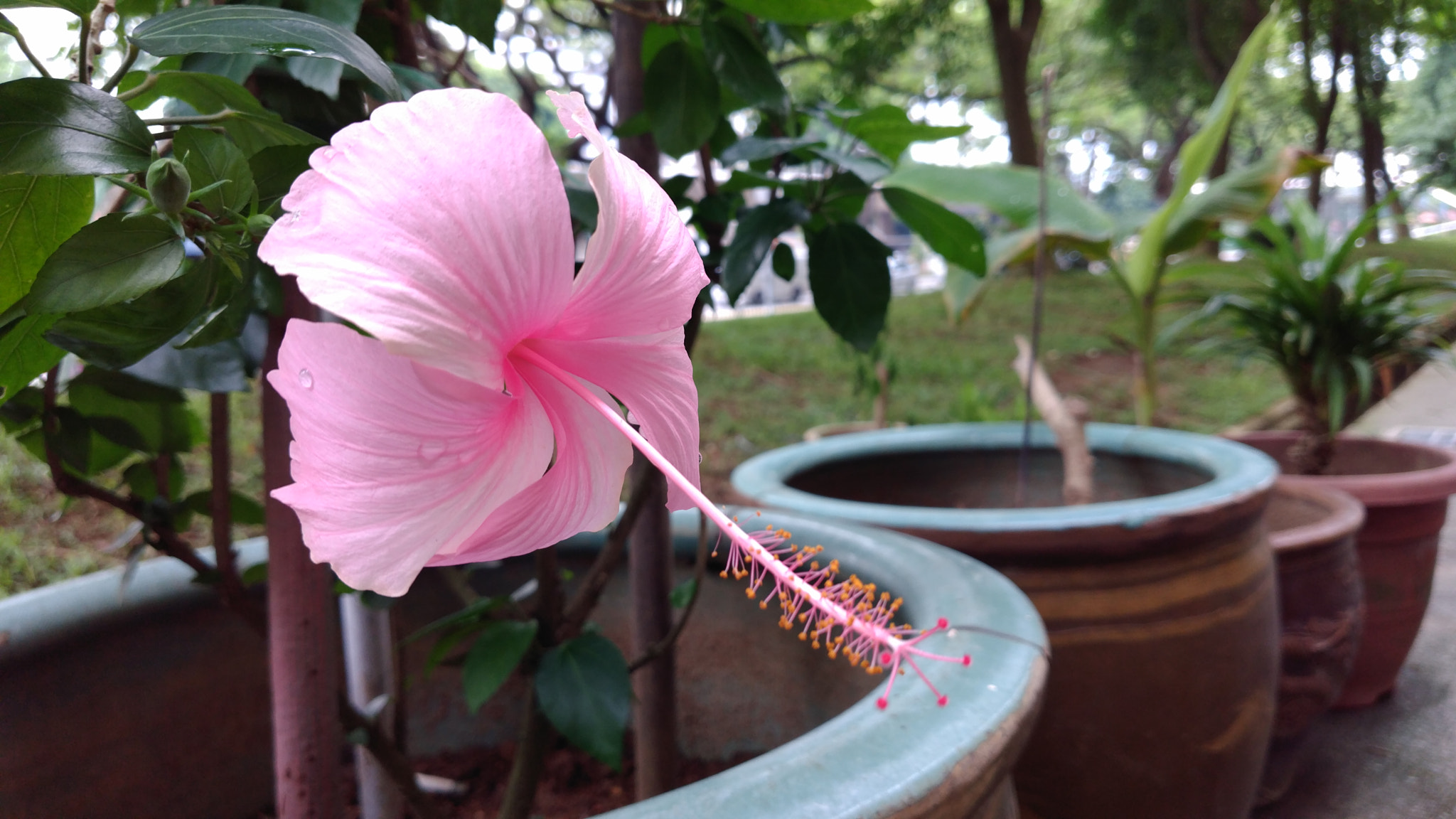 ZTE A2017G sample photo. Hibiscus  photography