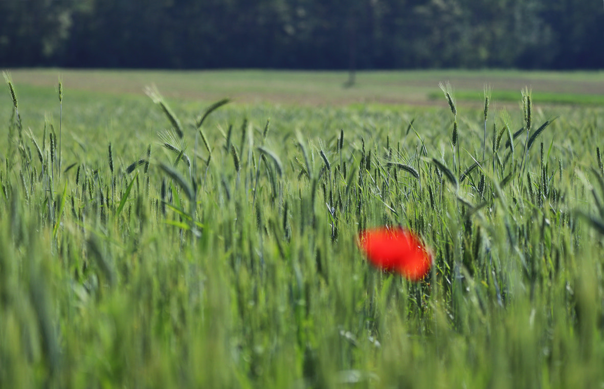Canon EOS 80D sample photo. Poppied wheat photography