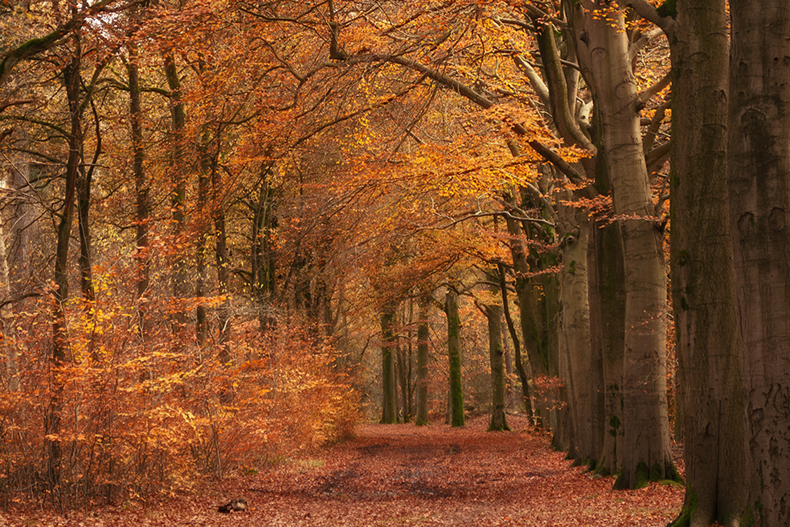 AF Zoom-Nikkor 28-85mm f/3.5-4.5 sample photo. Forest lane photography