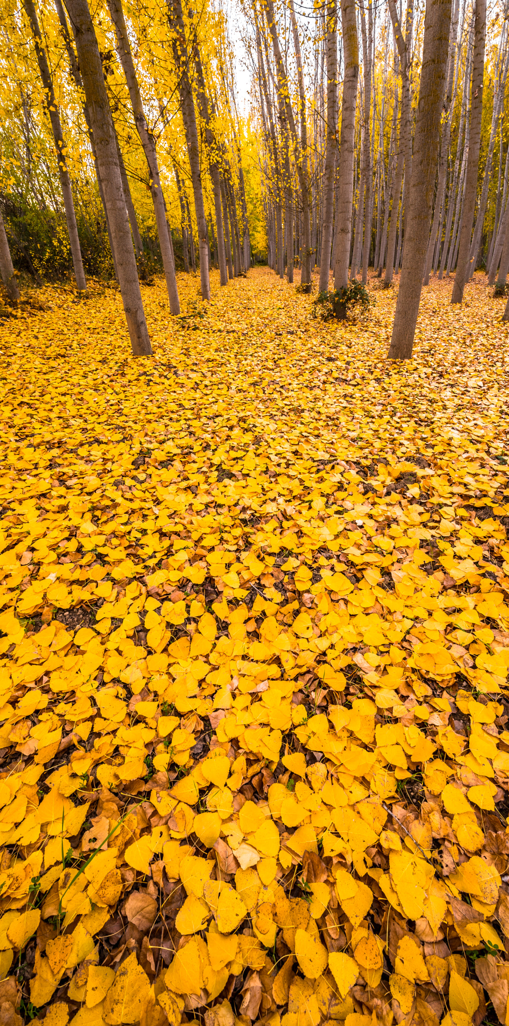 Nikon D750 sample photo. Otoño en granada photography