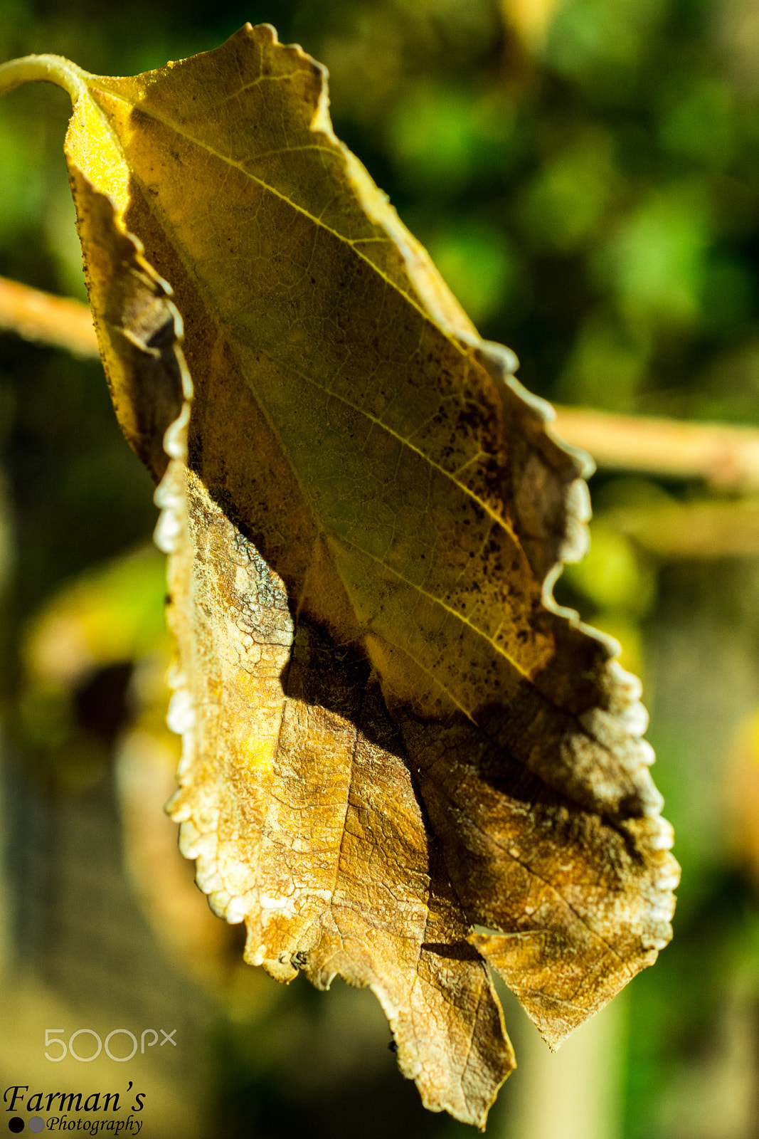 Nikon AF-S DX Micro Nikkor 40mm F2.8 sample photo. Autumn quetta photography