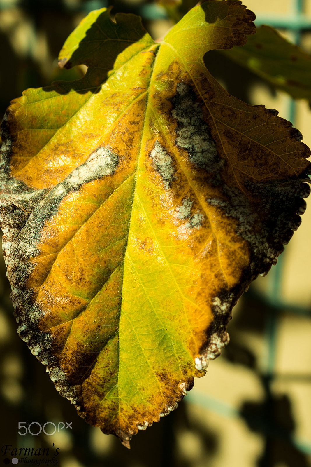 Nikon AF-S DX Micro Nikkor 40mm F2.8 sample photo. Autumn quetta photography