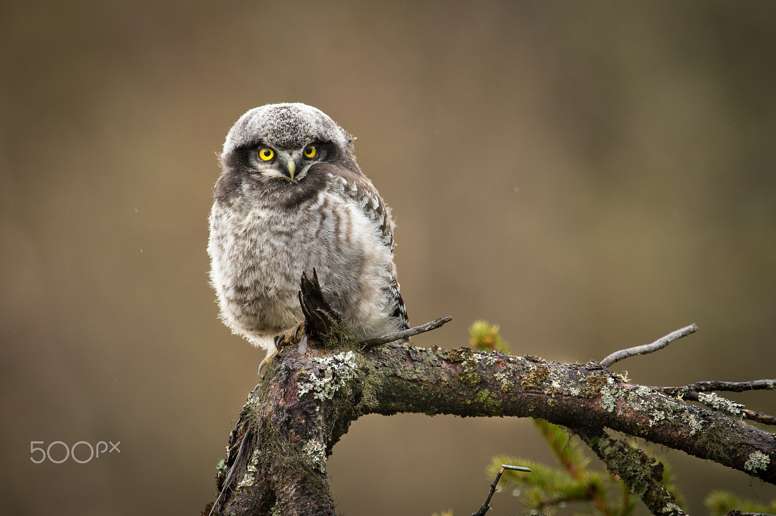 Nikon D4 + Nikon AF-S Nikkor 500mm F4G ED VR sample photo. Hawk owl photography