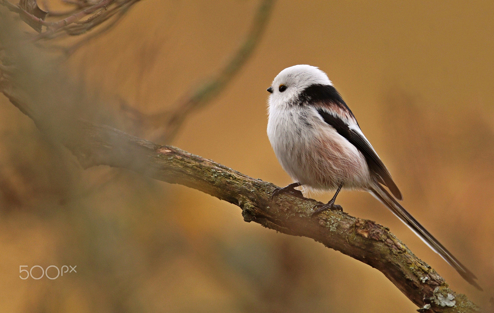 Canon EF 300mm F2.8L IS USM sample photo. Long-tailed tit photography