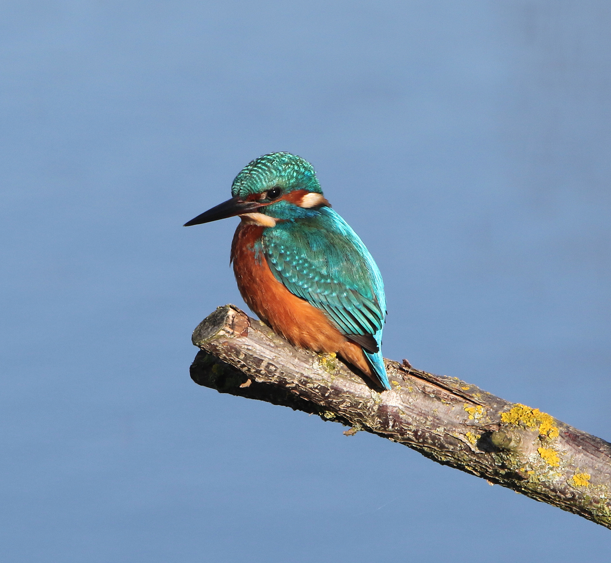 Canon EF 400mm F4.0 DO IS USM sample photo. Old moor photography