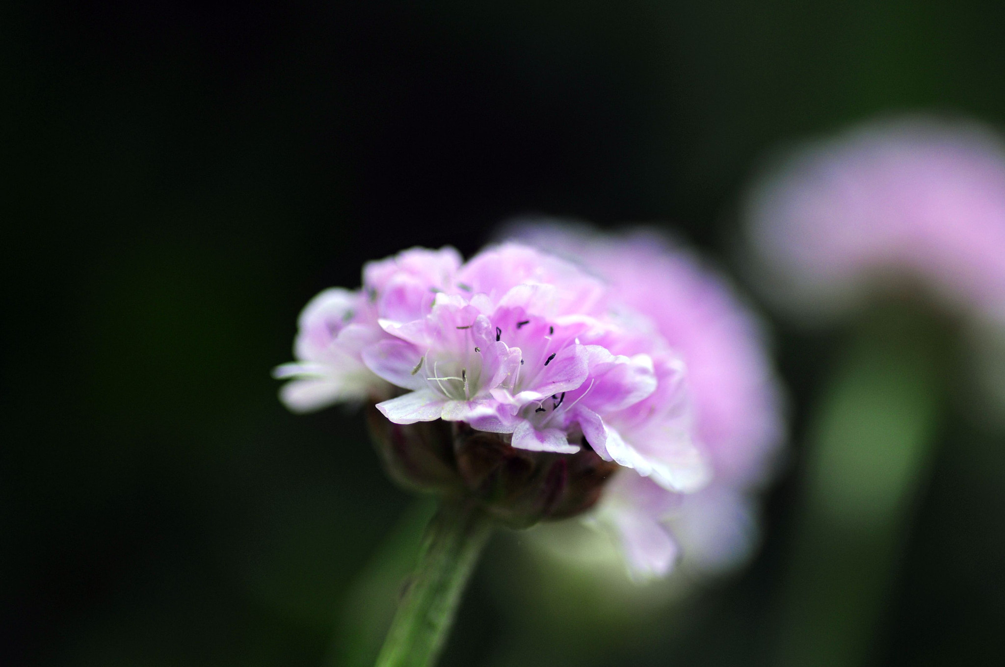 Nikon D300 sample photo. Sametová. photography
