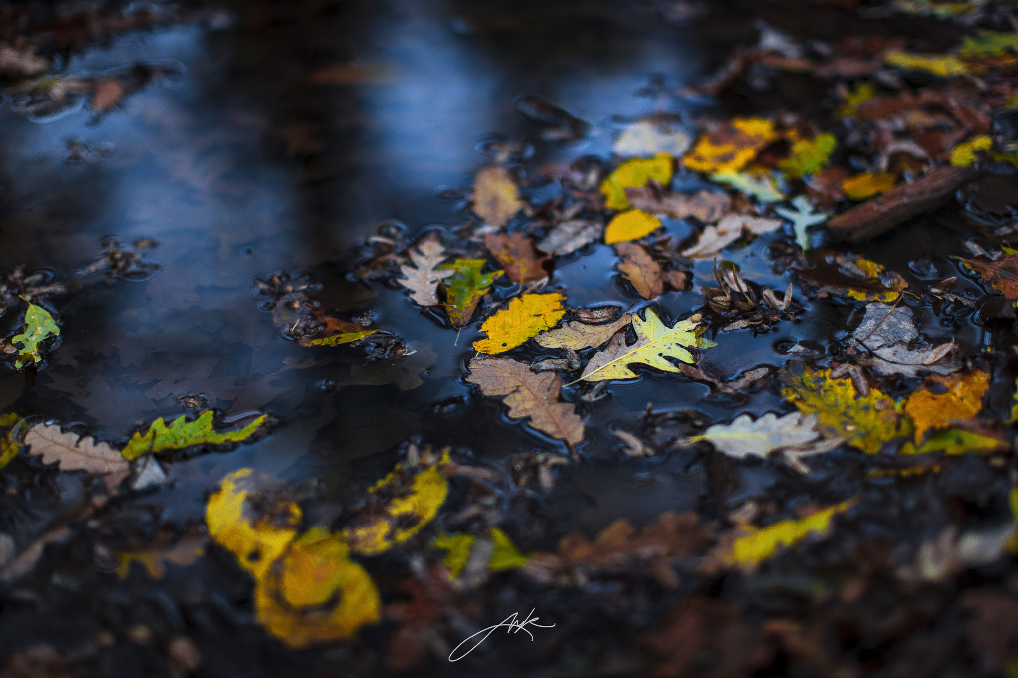 Canon EOS-1Ds Mark III + Canon EF 50mm F1.2L USM sample photo. Fallen leaves photography