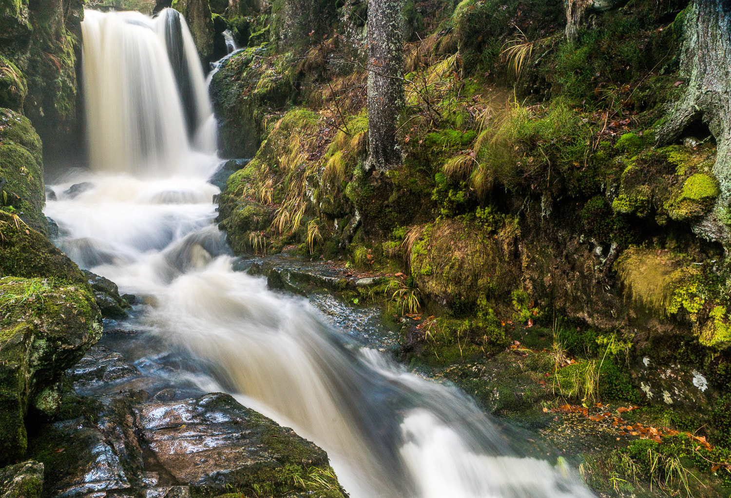 Sony a7R II sample photo. Black forest photography