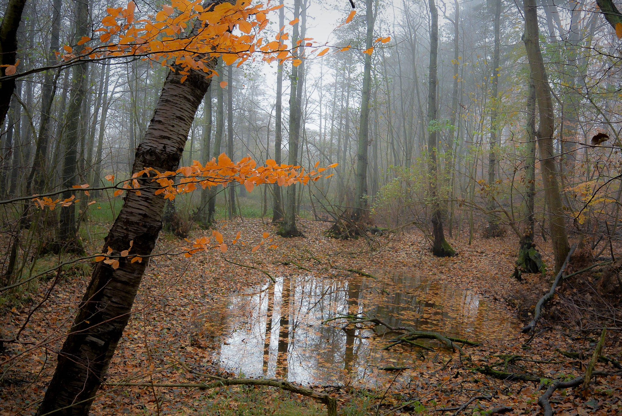 Nikon 1 S1 sample photo. The swamp... photography