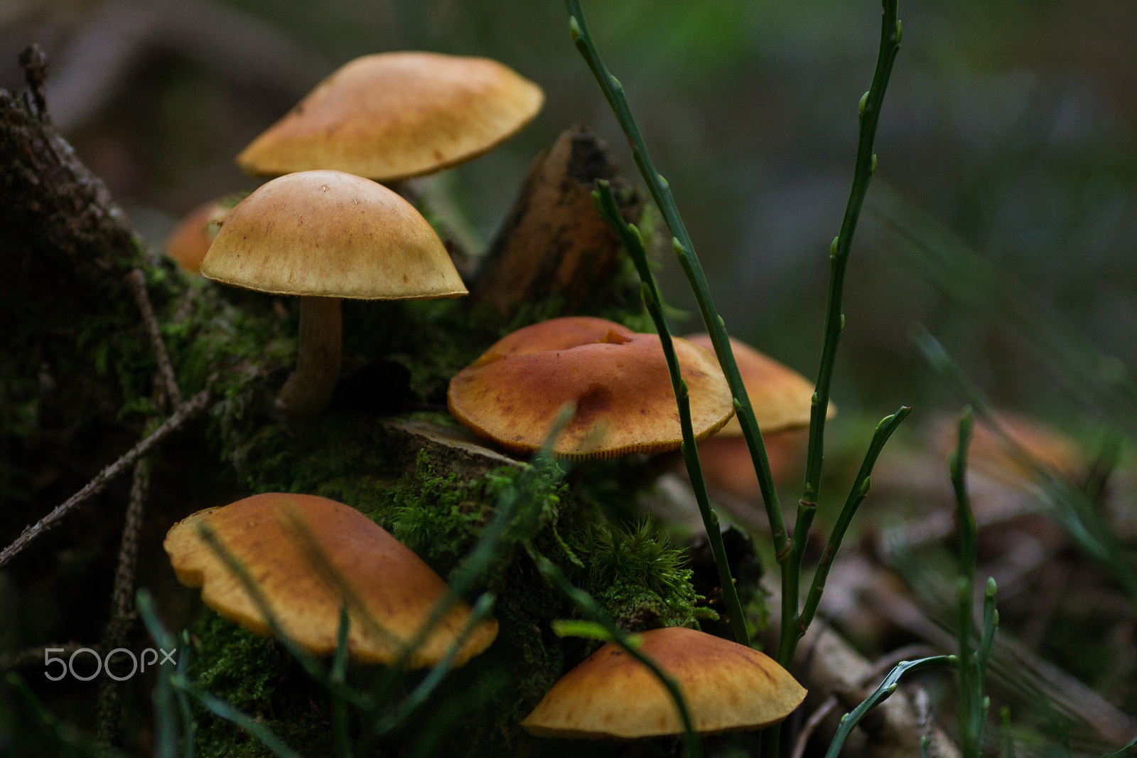 Tokina EMZ M100 AF 100mm F3.5 sample photo. Mushroom photography