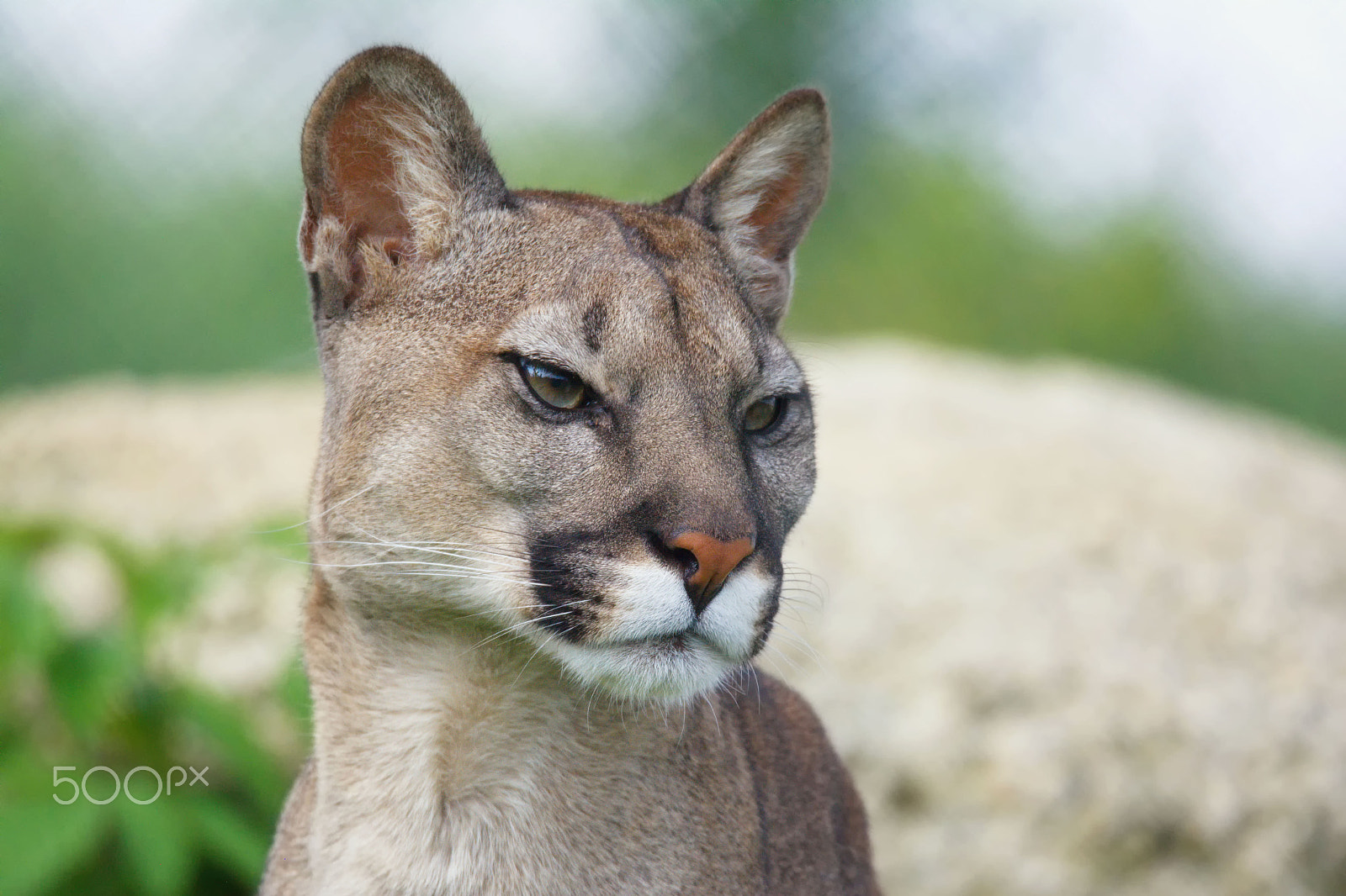 150.00 - 600.00 mm f/5.0 - 6.3 sample photo. American cougar photography