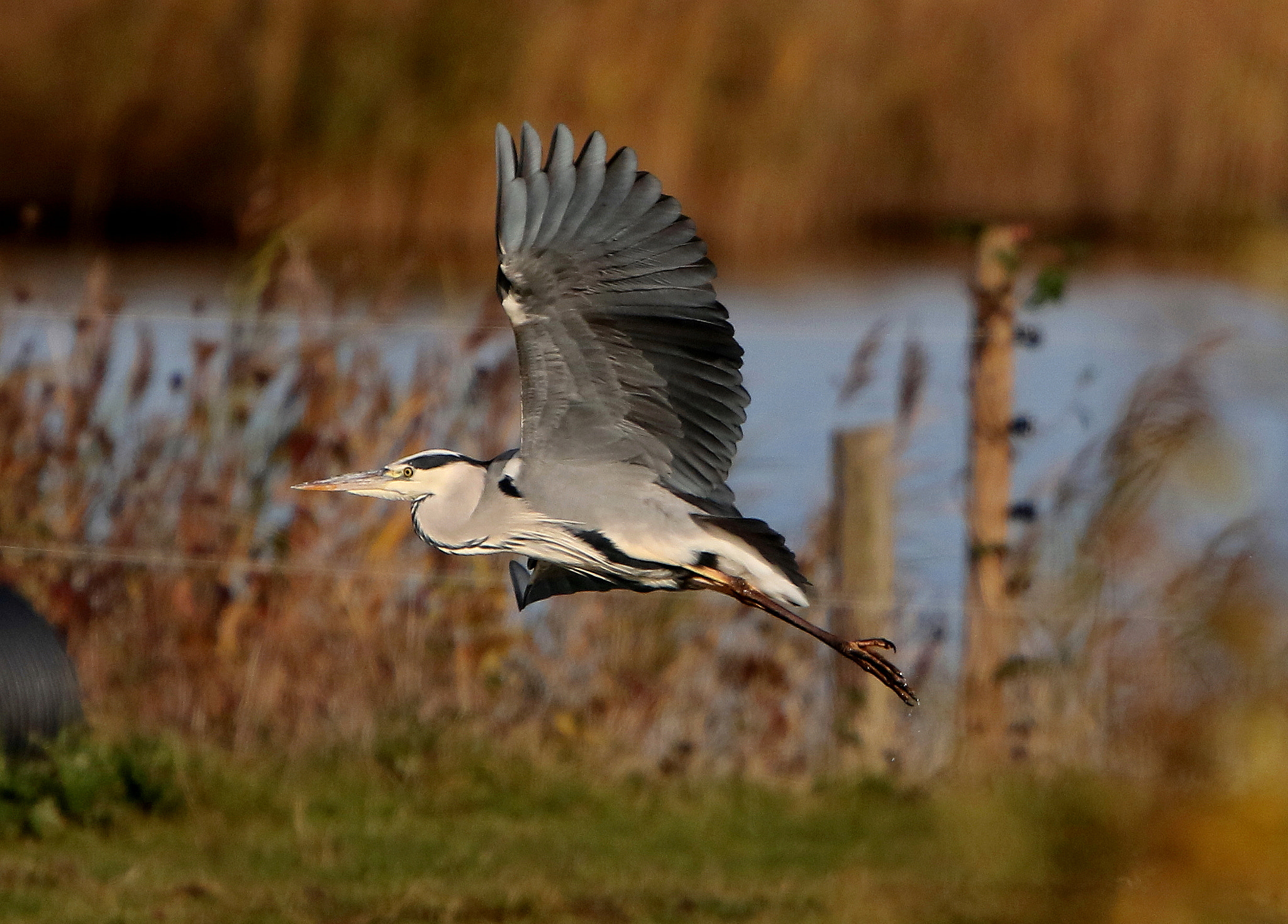 Canon EF 400mm F4.0 DO IS USM sample photo. Old moor photography