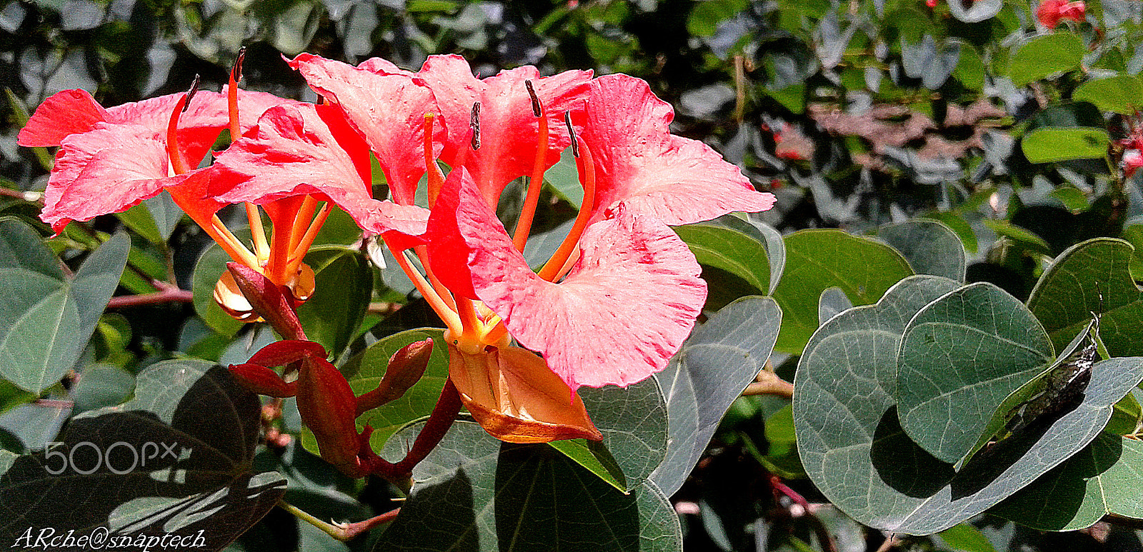 Samsung Galaxy Grand Neo sample photo. Summer shine photography