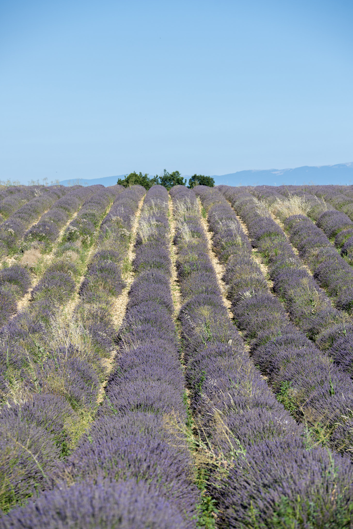 Nikon D600 sample photo. Lavenderfield provence photography
