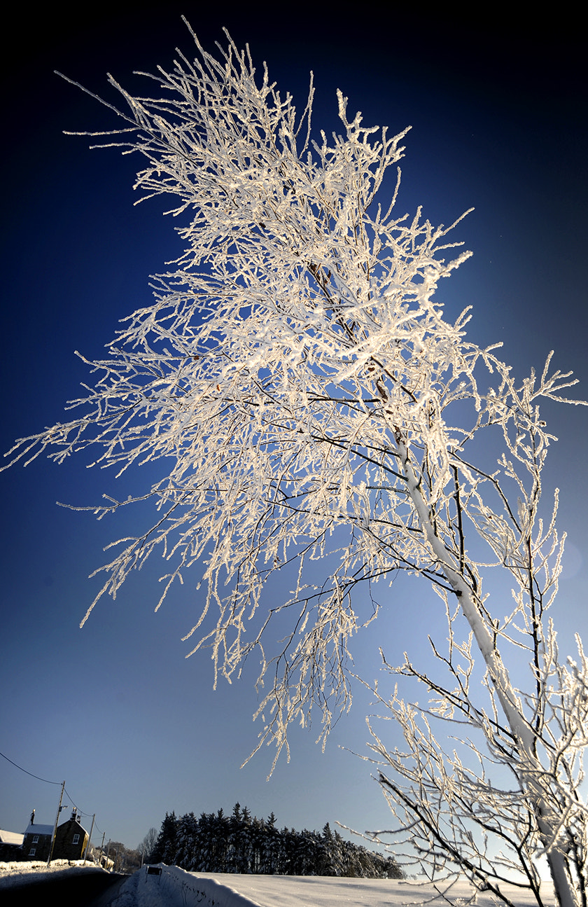 Nikon D3 sample photo. Frost photography